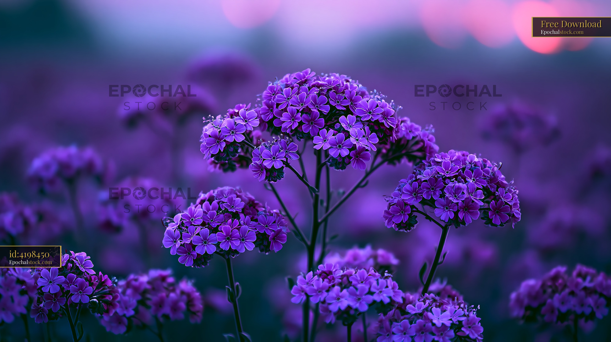 Watermarked full-resolution preview of Purple flowers in a field during sunset