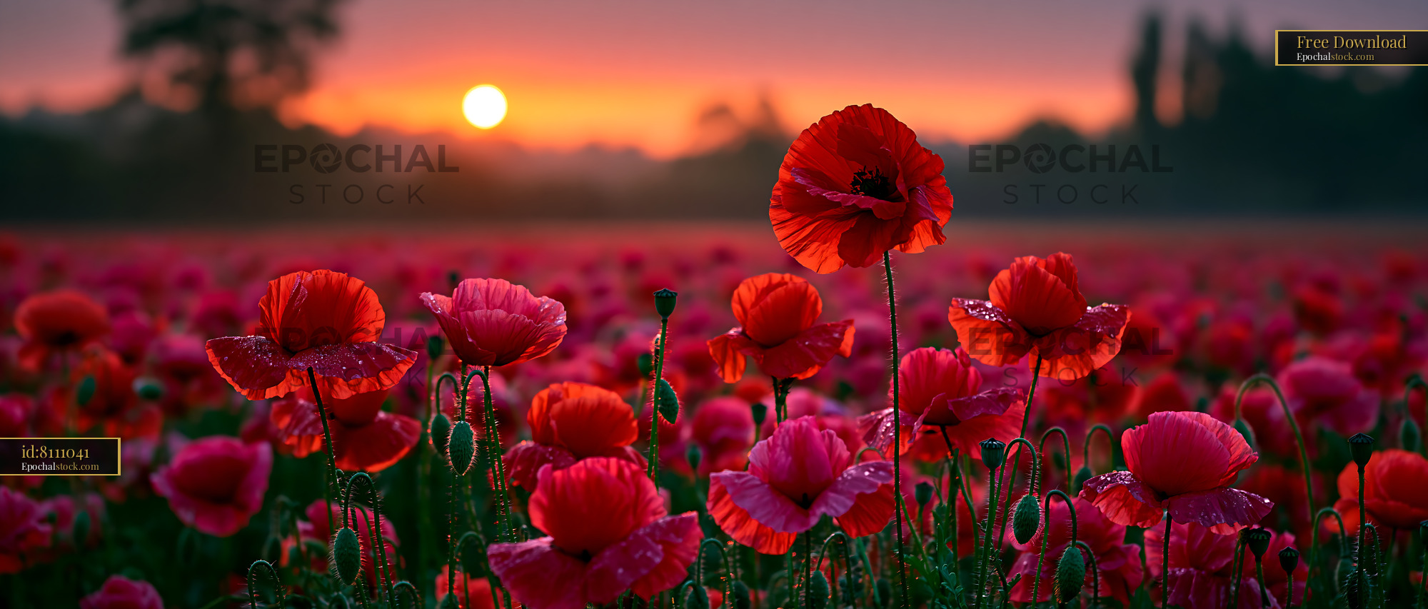 Watermarked full-resolution preview of Red poppy flowers in a field during sunset