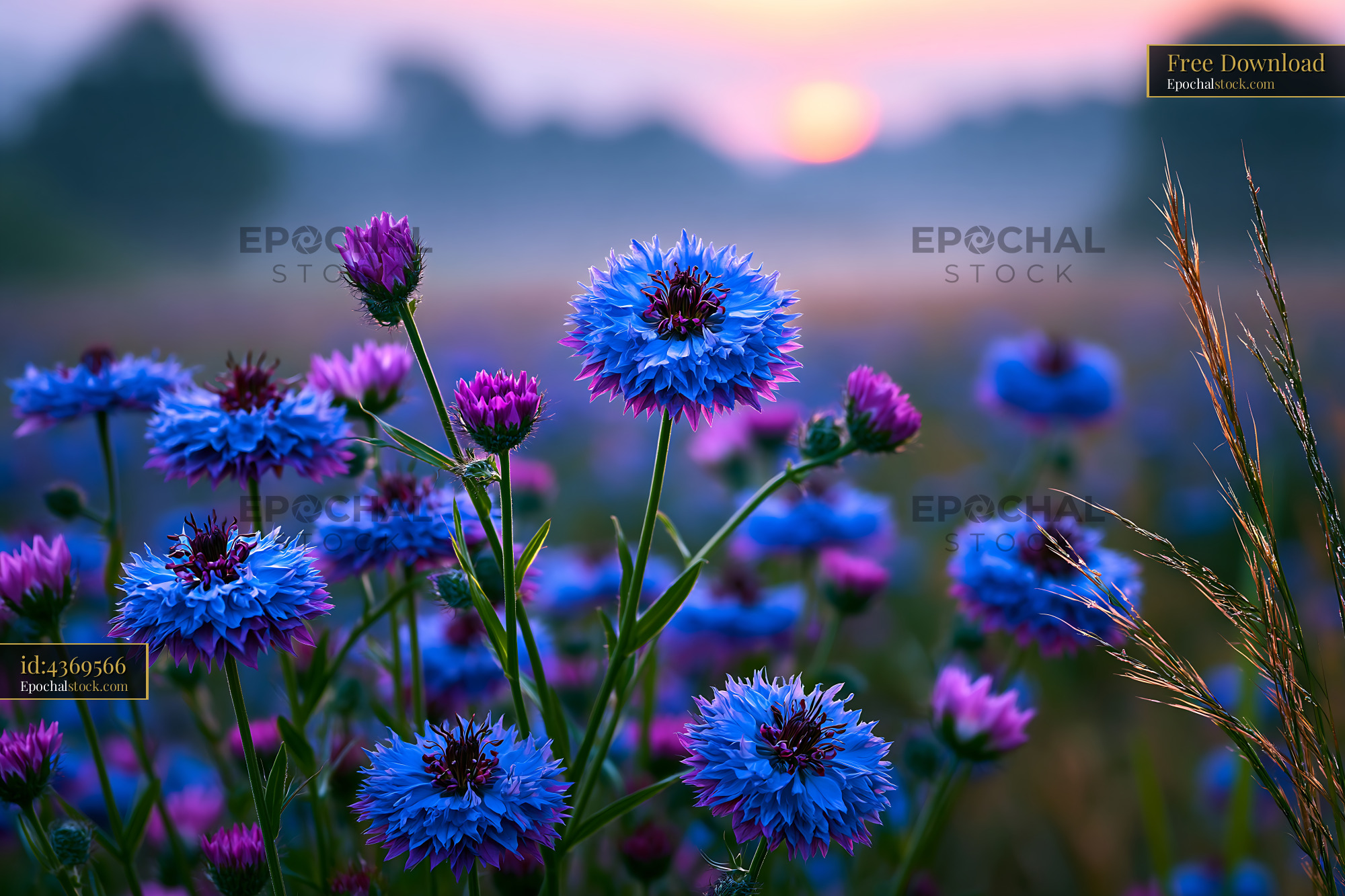Blue Flowers Bloom in a Field During Sunrise Over the Horizon - stock photo