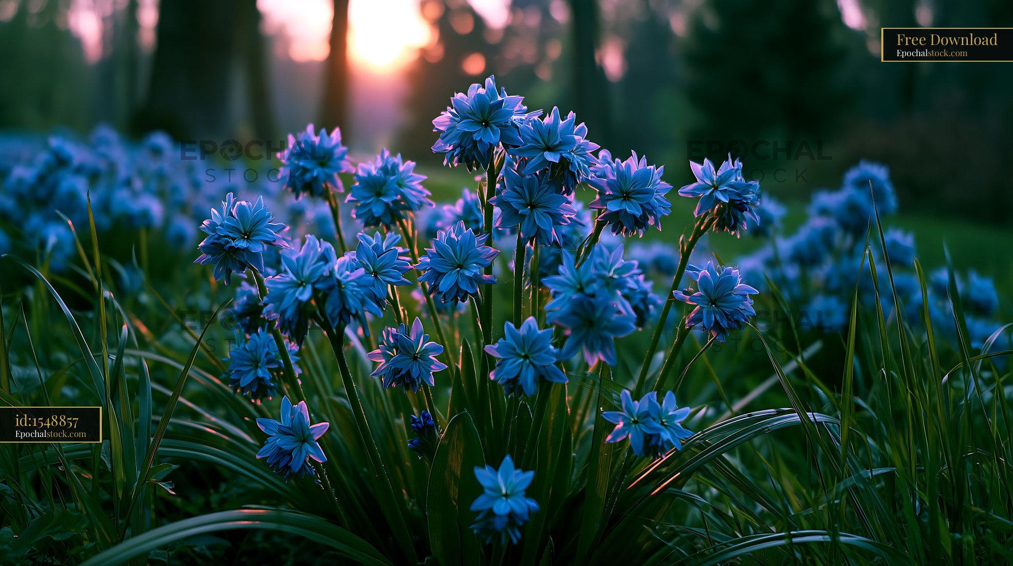 Watermarked full-resolution preview of Blue wildflowers bloom in a garden at sunset