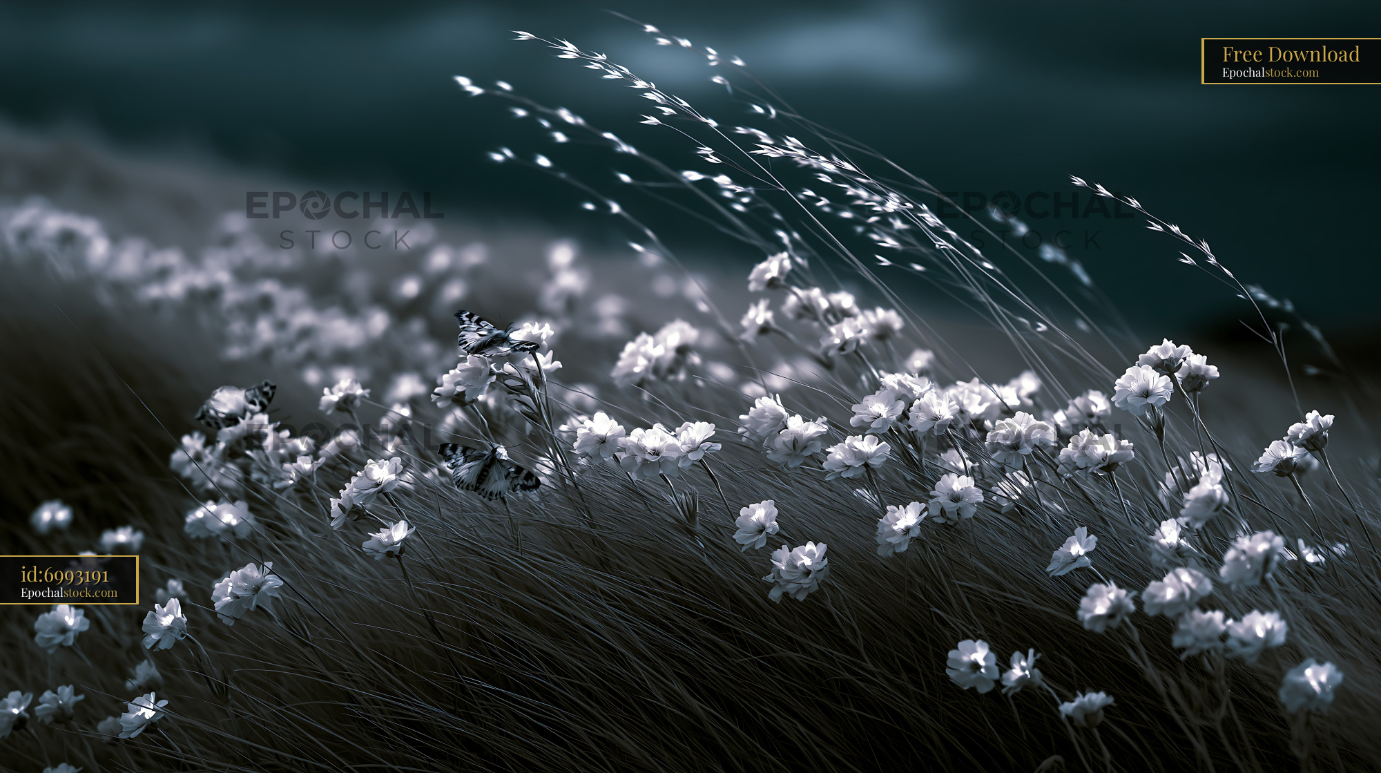 Watermarked full-resolution preview of White flowers in a field swaying in the wind at dusk
