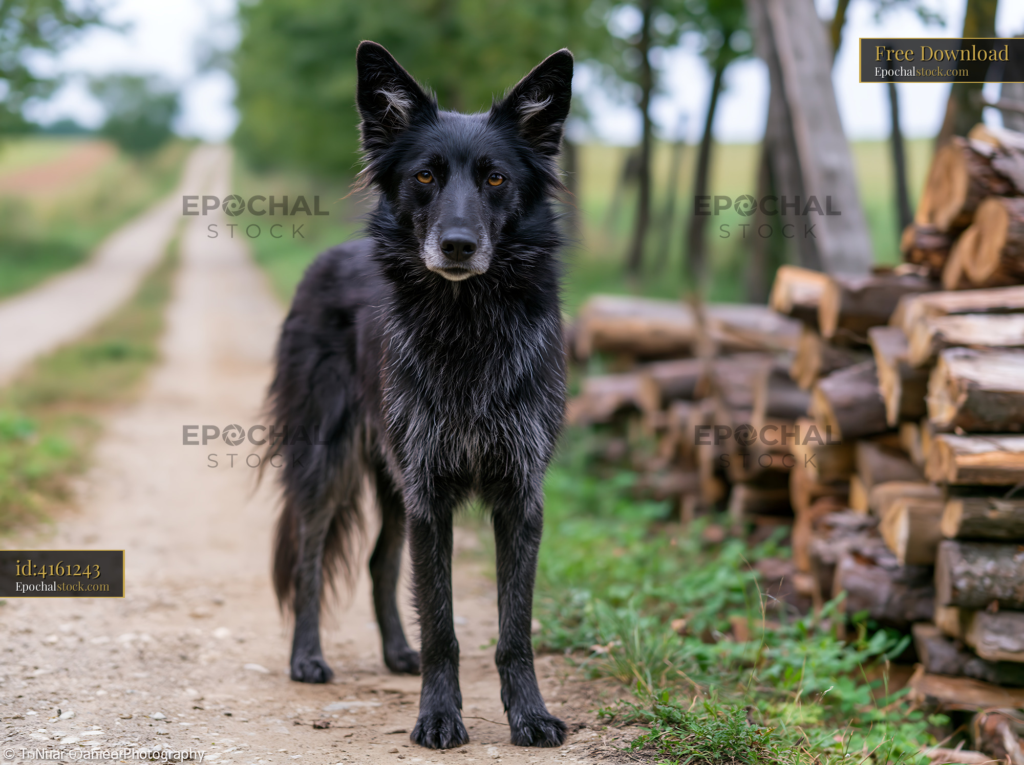 Rare dog breed on rural road