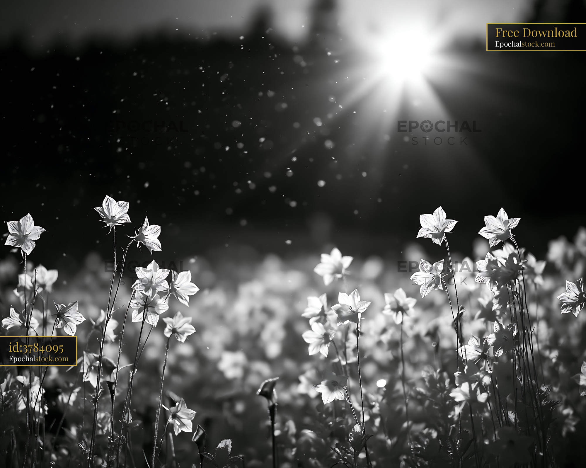 Watermarked full-resolution preview of Black and white flowers in a field with sunlight shining