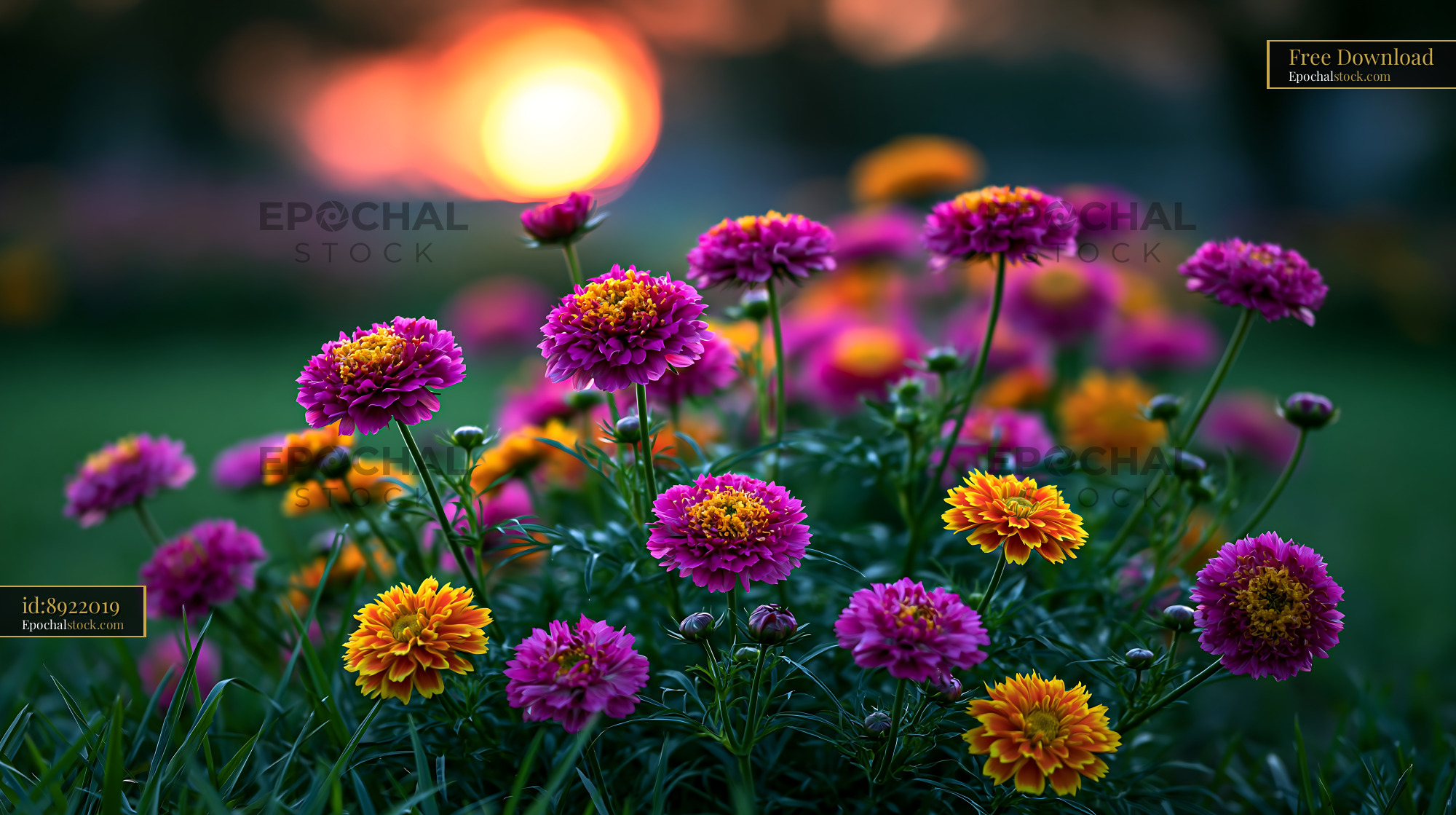 Flowers Bloom in Garden During Sunset With Colorful Petals - stock photo