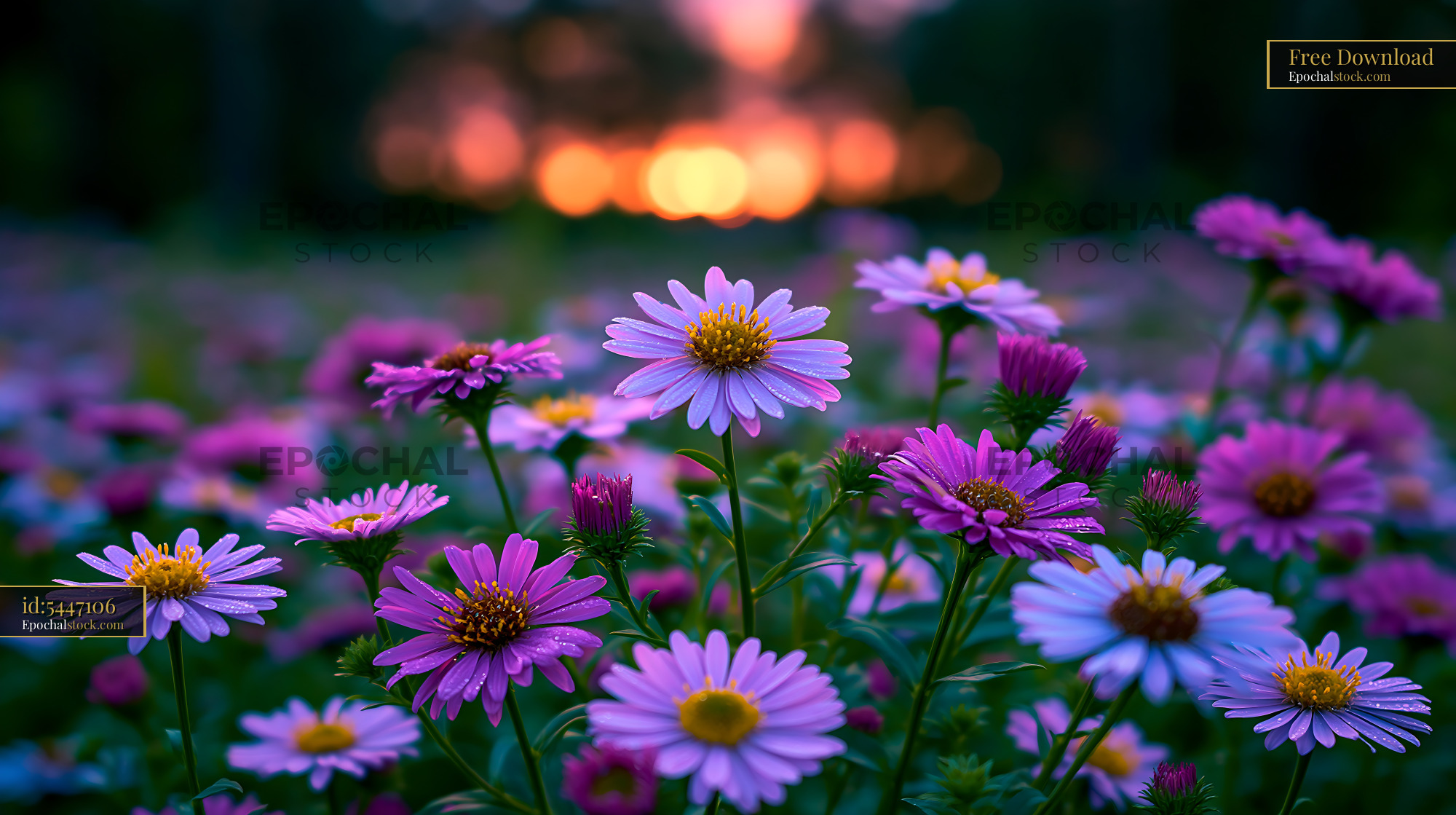 Watermarked full-resolution preview of Vibrant wildflowers bloom during sunset in a garden