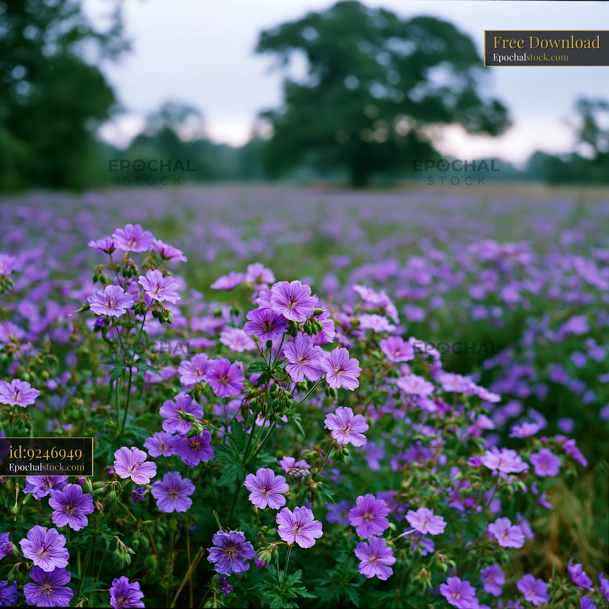 Watermarked full-resolution preview of Field of purple flowers under cloudy sky