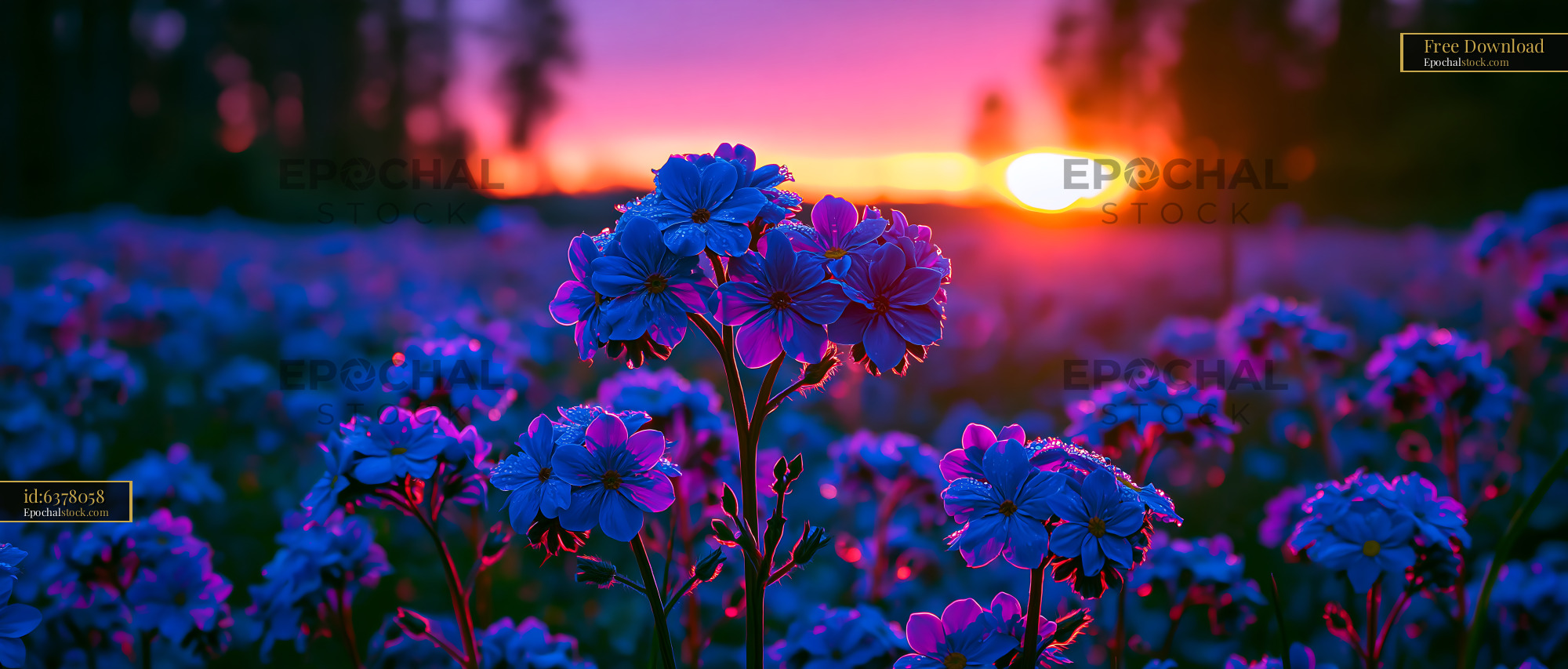 Watermarked full-resolution preview of Sunset over a field of blue flowers with colorful sky