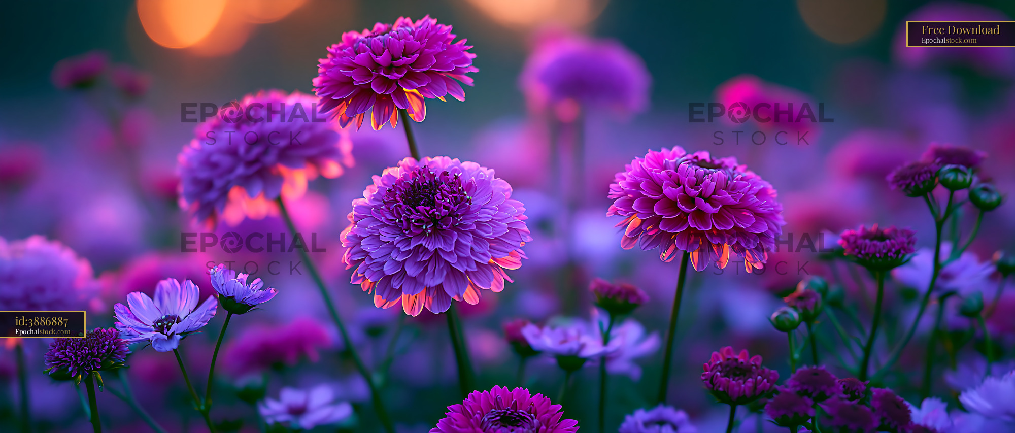 Watermarked full-resolution preview of Colorful flowers in a garden at sunset