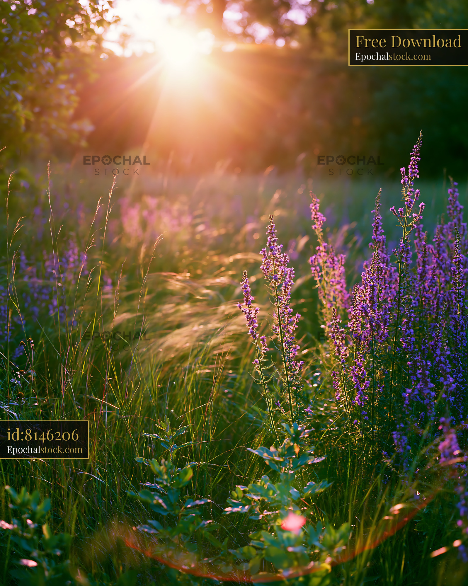 Watermarked full-resolution preview of Sunset over a field with purple flowers and tall grass