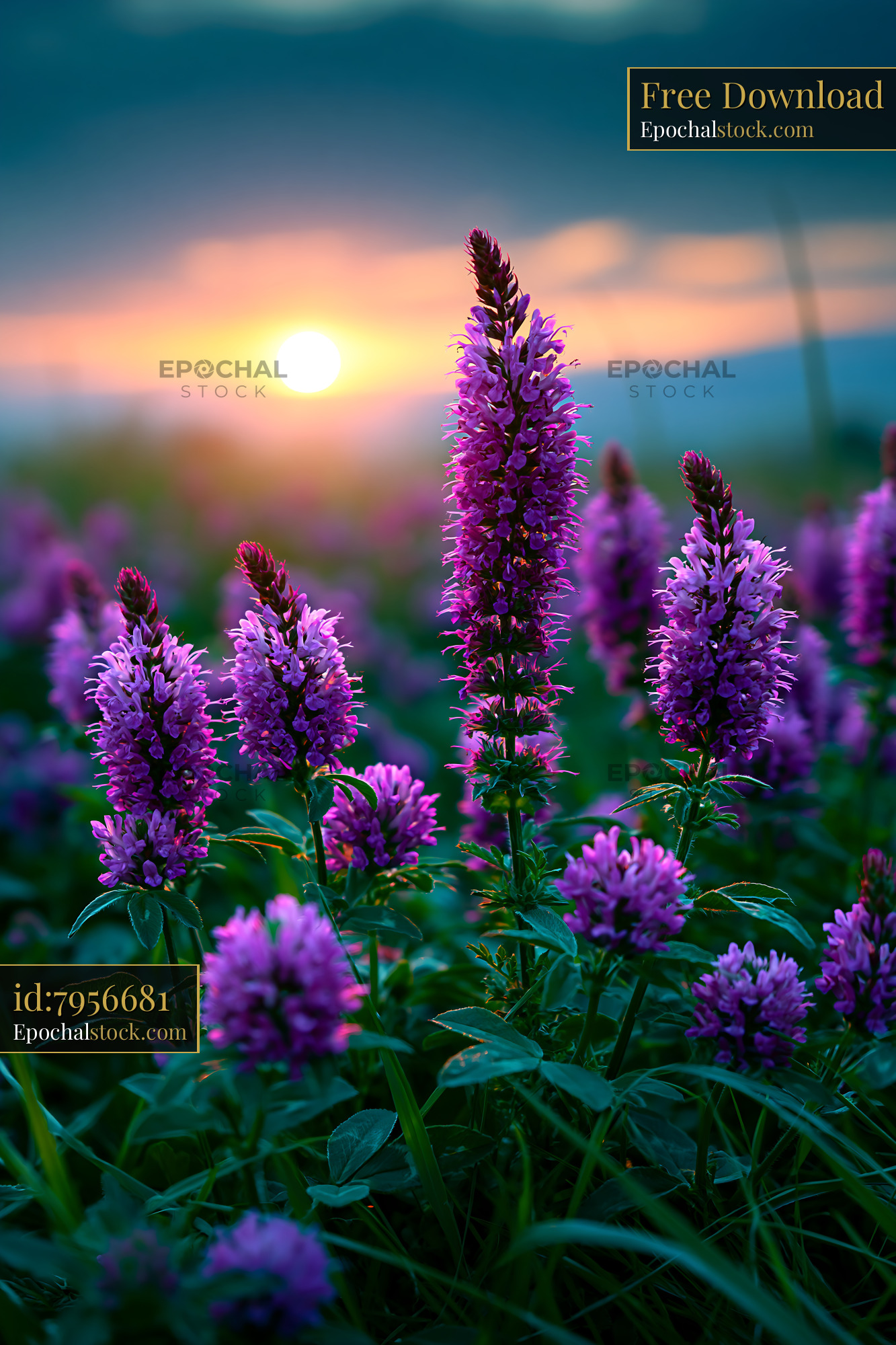 Watermarked full-resolution preview of Sunset over purple flowers in a field