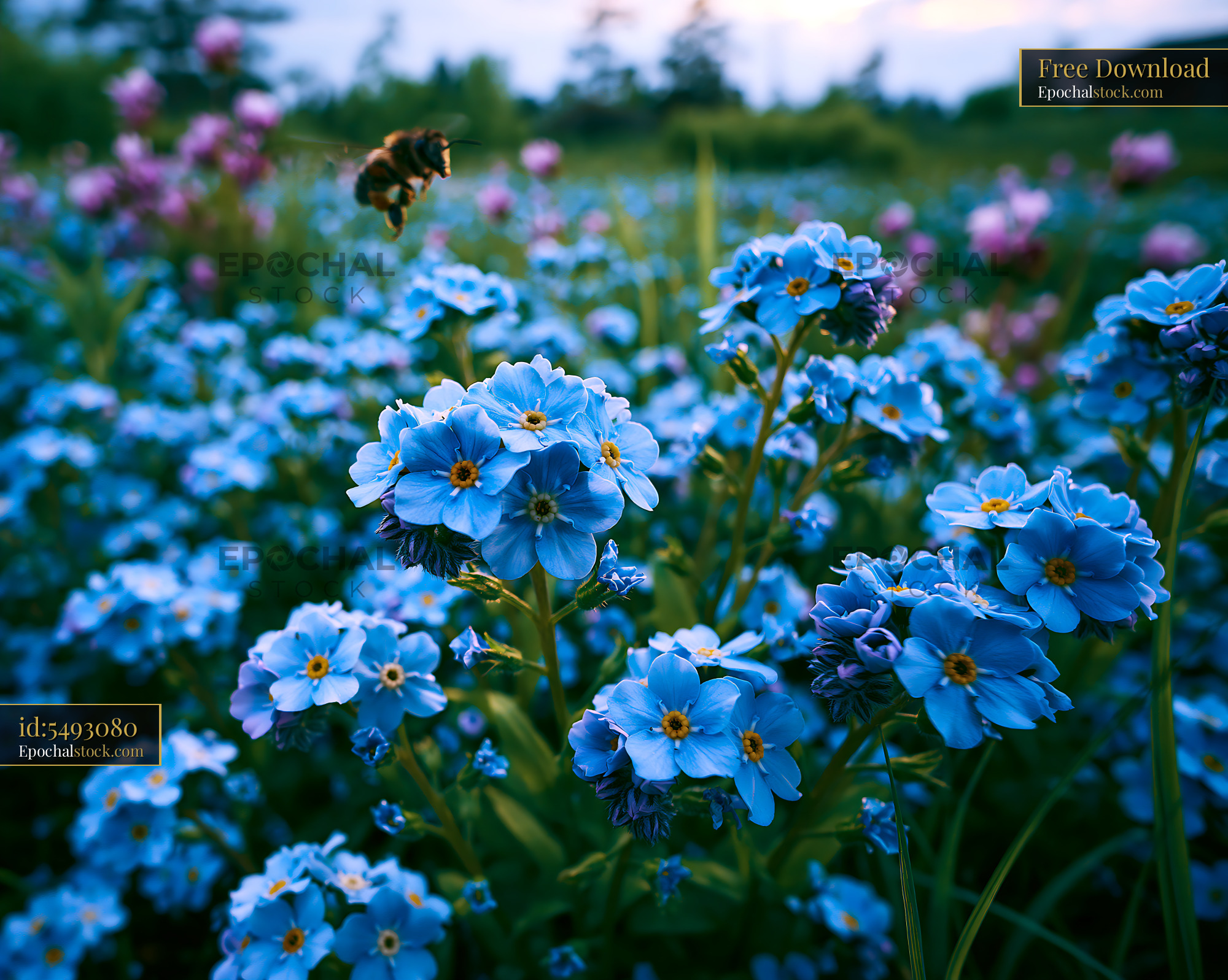 Watermarked full-resolution preview of Bee hovering over blue flowers in a garden