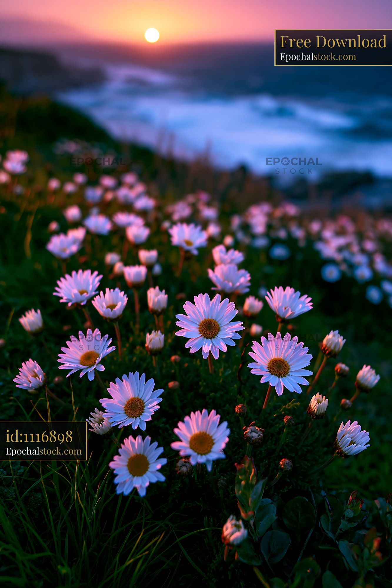 Daisies Bloom on the Hillside During Sunset Over the Ocean - stock photo