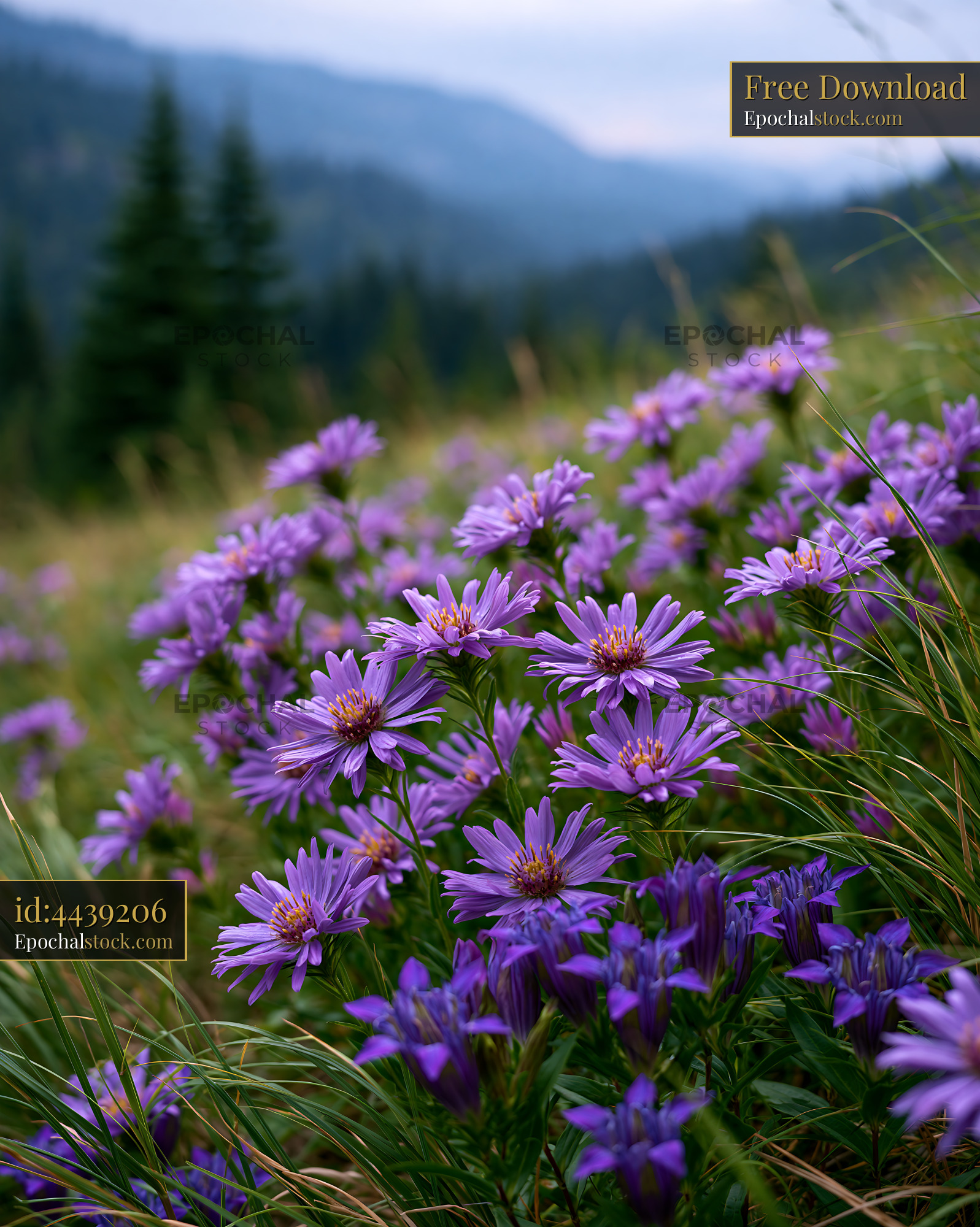 Watermarked full-resolution preview of Purple flowers grow in a mountain meadow during a cloudy day
