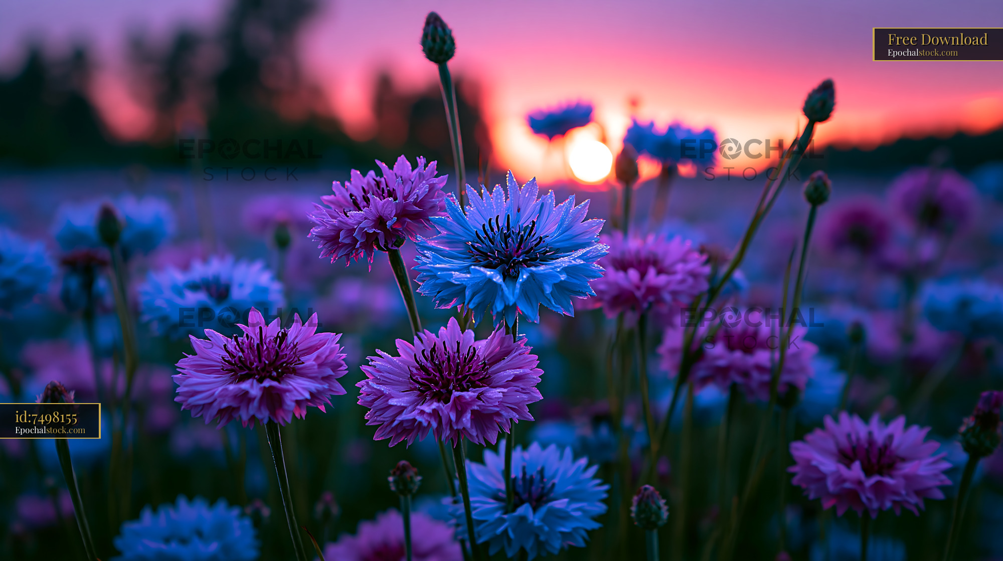 Watermarked full-resolution preview of Colorful flowers at sunset in a field