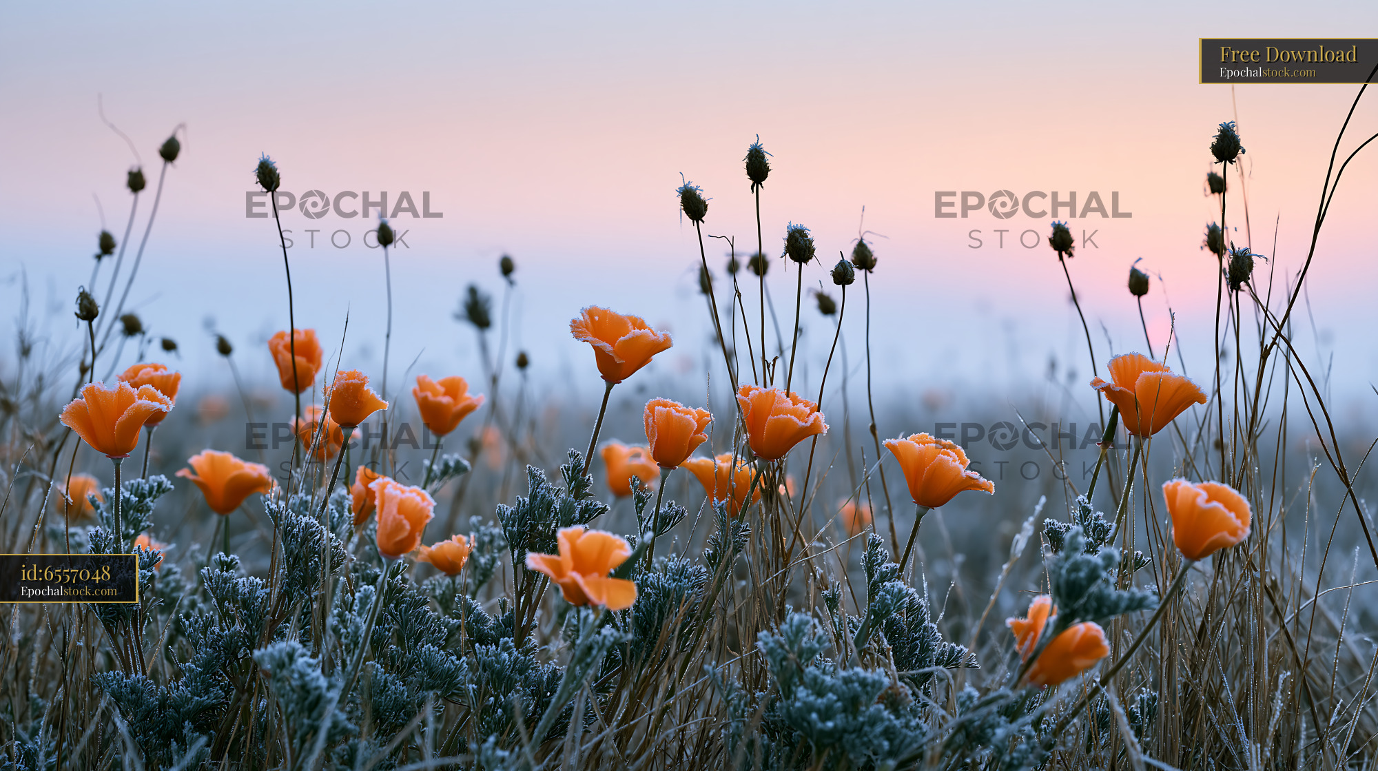 Watermarked full-resolution preview of Orange flowers grow in frosty grass at sunrise