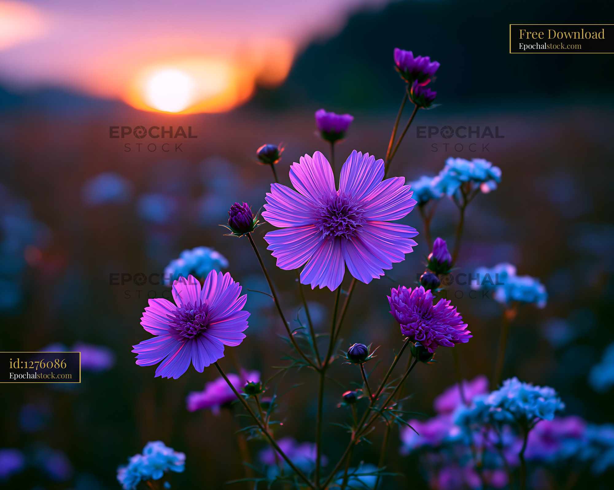 Watermarked full-resolution preview of Colorful flowers in a field during sunset
