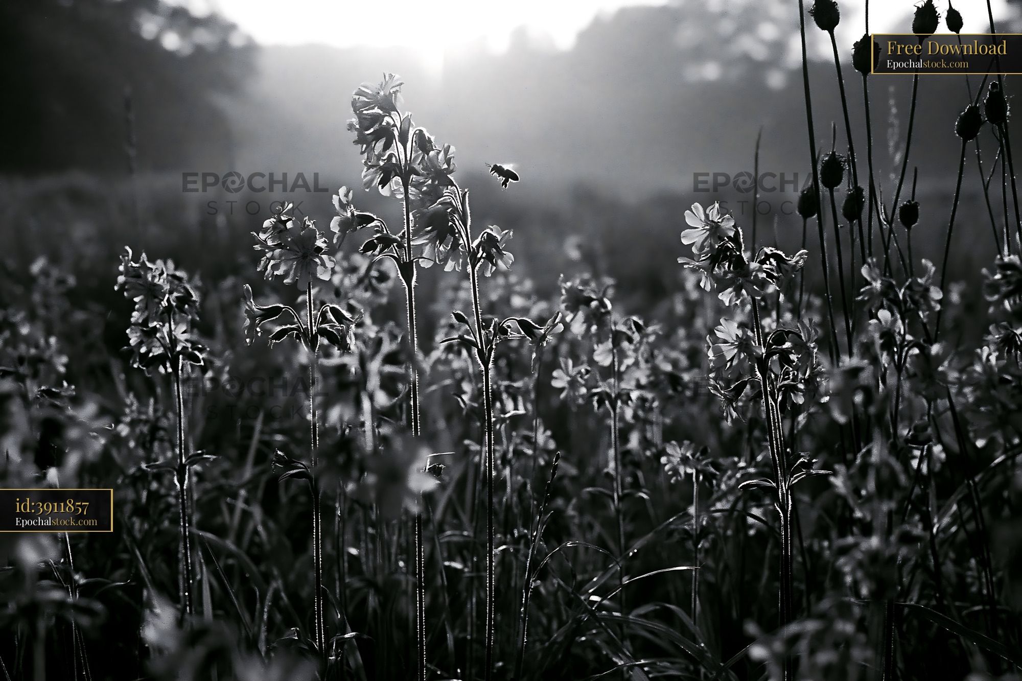 Watermarked full-resolution preview of Wildflowers in a field at sunrise with a flying bee