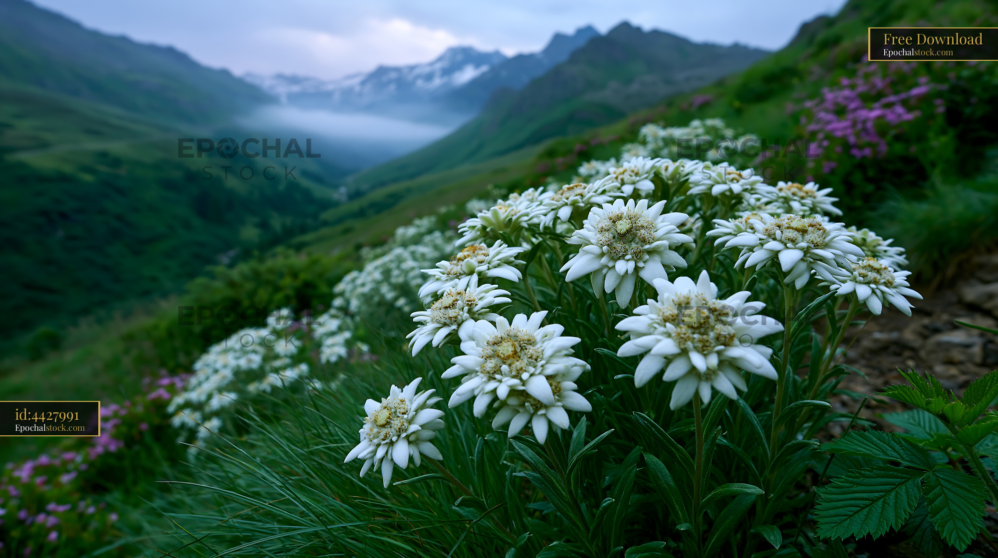 Watermarked full-resolution preview of Mountain flowers bloom in the valley during morning light