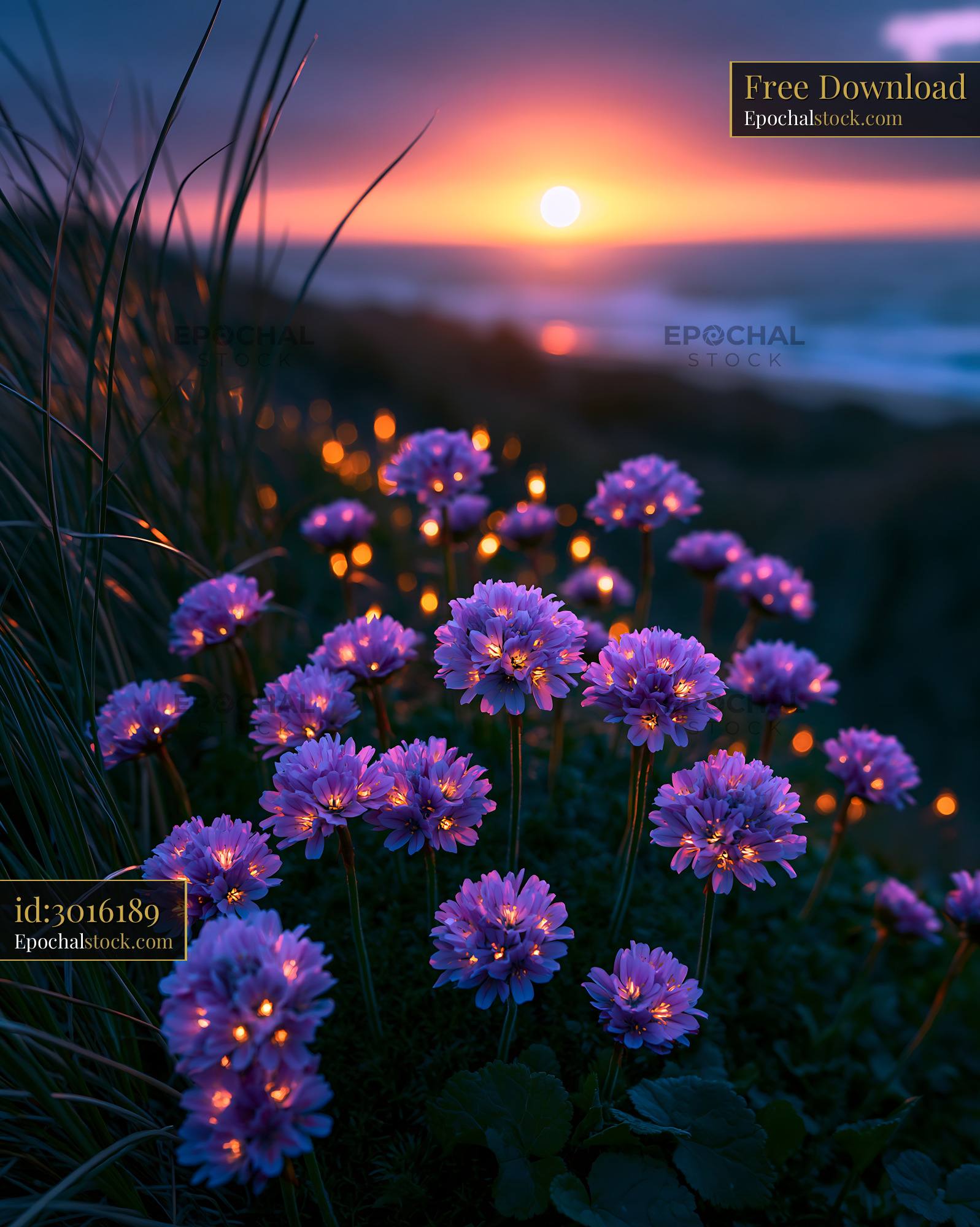 Watermarked full-resolution preview of Violet flowers bloom at sunset by the coast