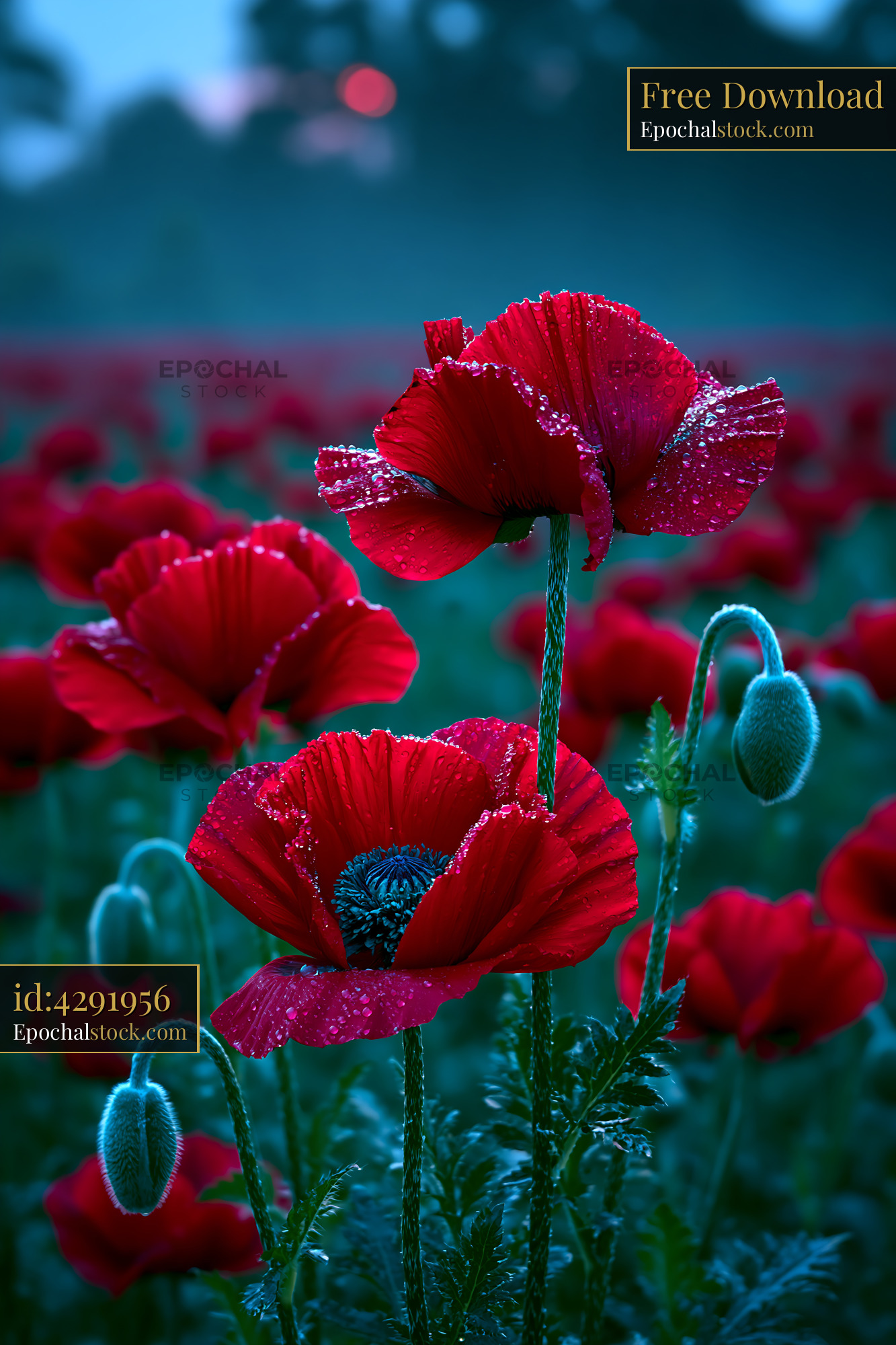 Watermarked full-resolution preview of Red poppies bloom in a field at dawn