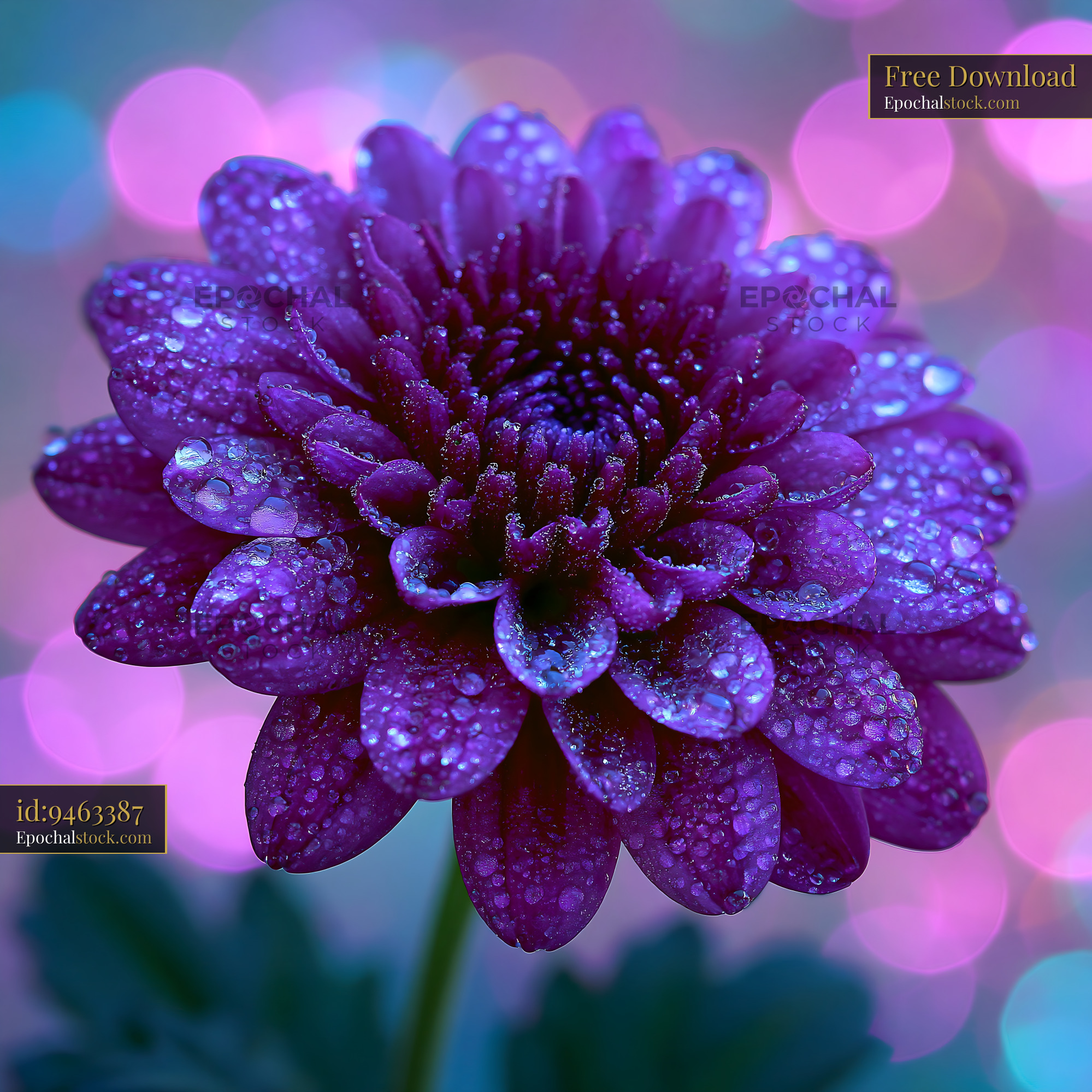 Purple Flower With Water Droplets Under Soft Colorful Lights - stock photo