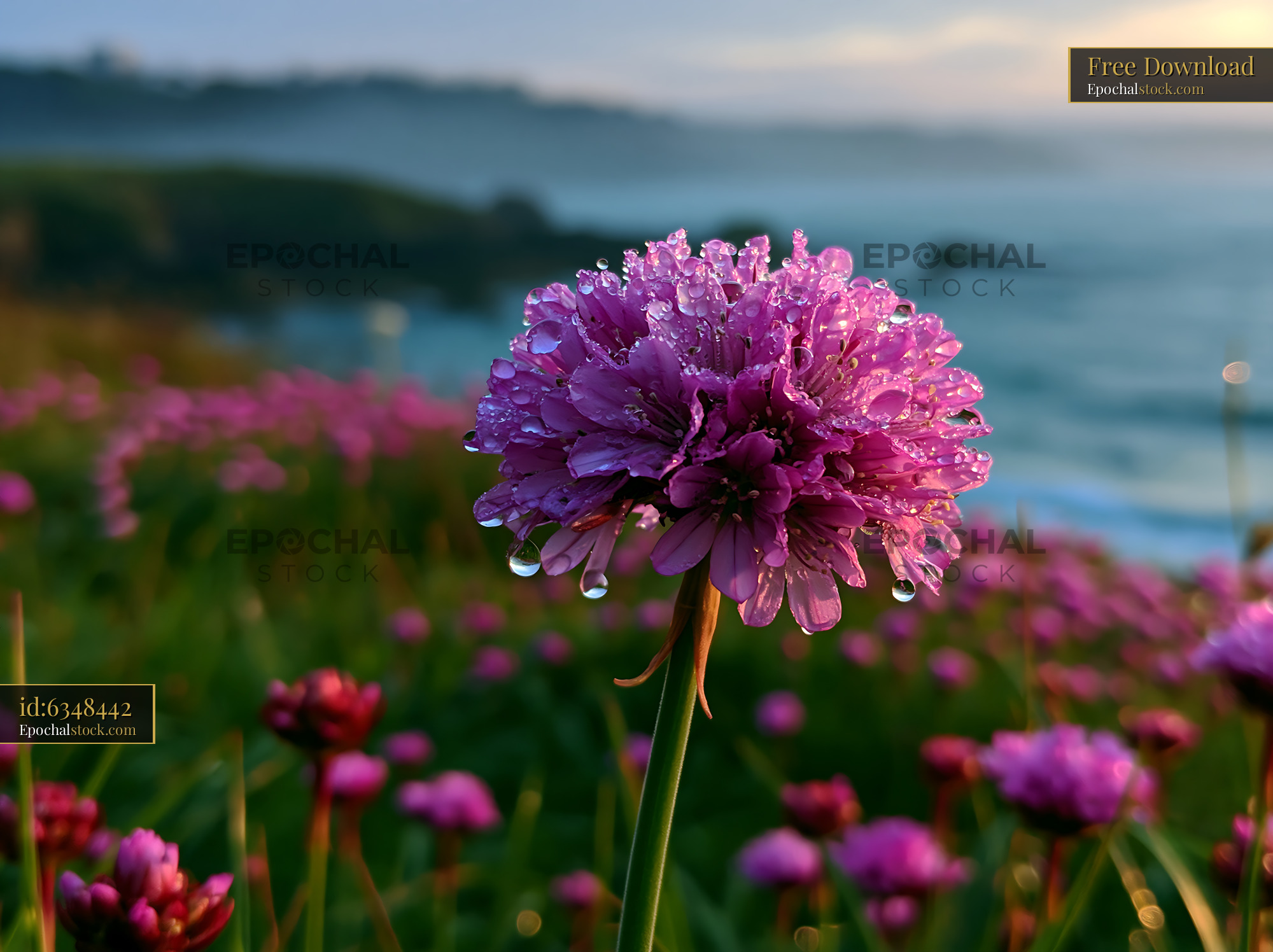 Watermarked full-resolution preview of Purple flower with water droplets near the ocean at dawn
