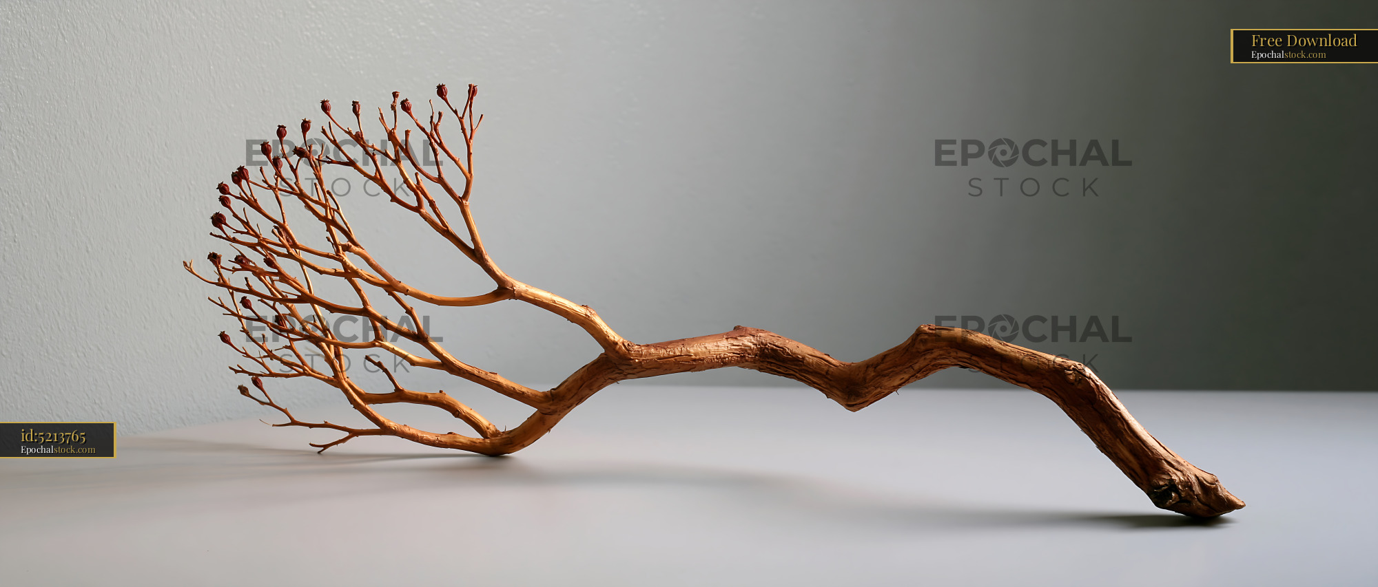 Watermarked full-resolution preview of Twisted branch with dried flowers arranged on a flat surface