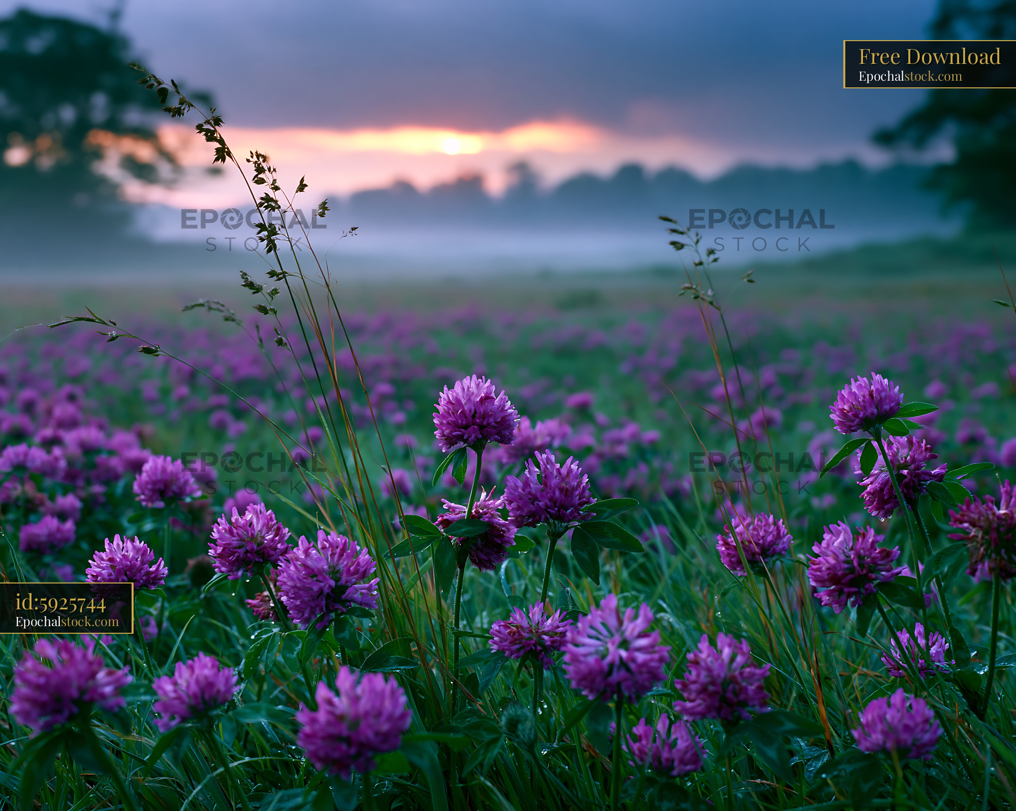 Watermarked full-resolution preview of Purple clover flowers in a misty field at sunset