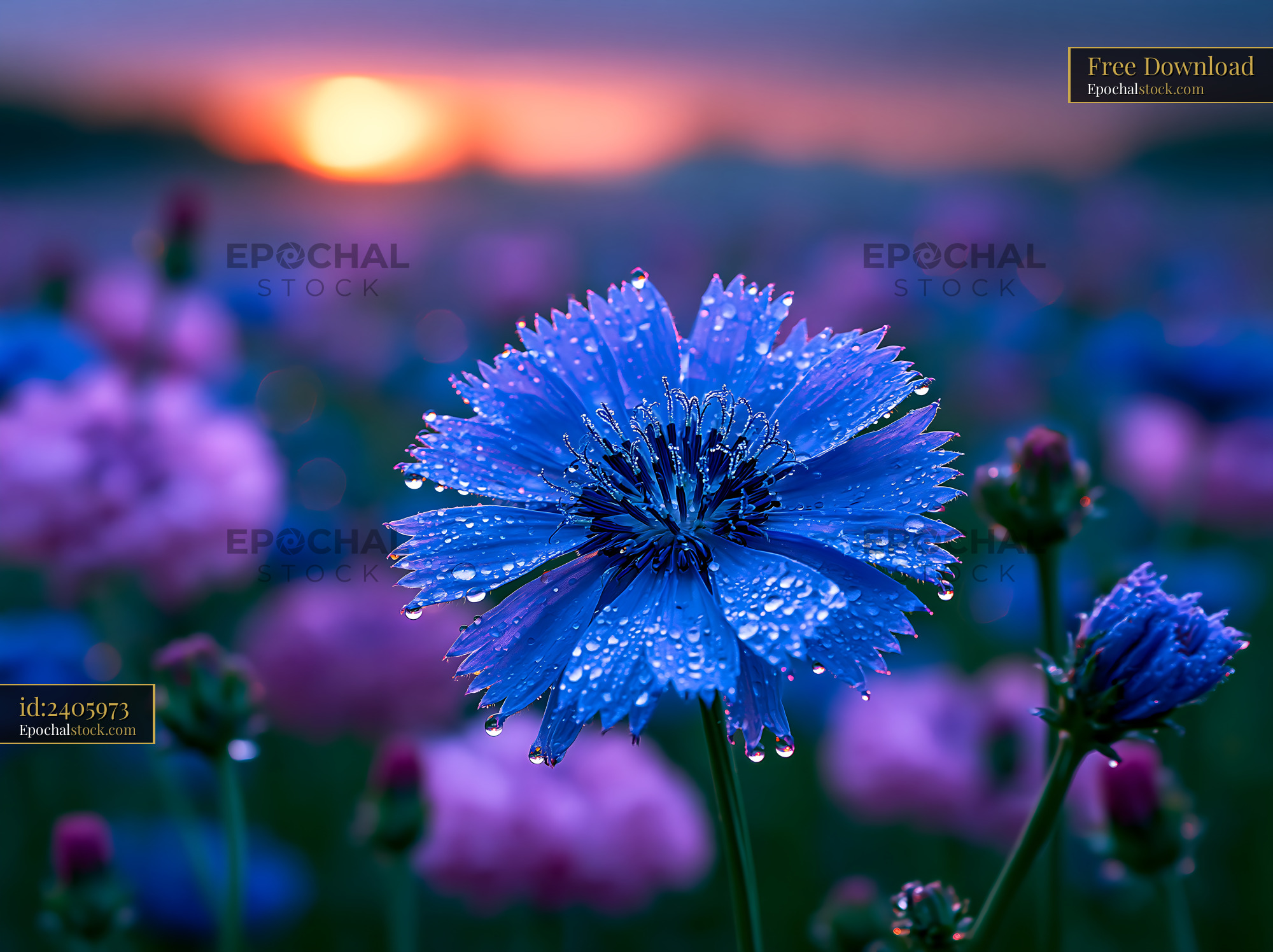 Watermarked full-resolution preview of Blue flower with dew drops at sunset in a colorful field