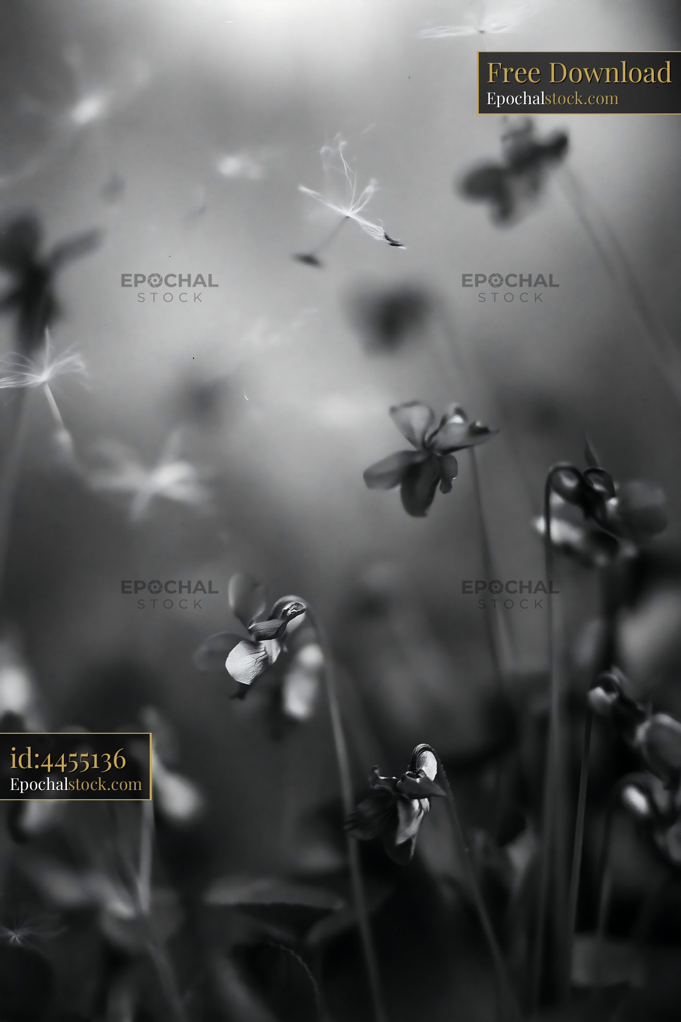 Watermarked full-resolution preview of Flowers in black and white background with soft highlights