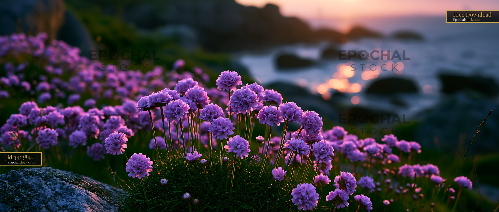 Purple Flowers Bloom Near Rocky Shore at Sunset - stock photo