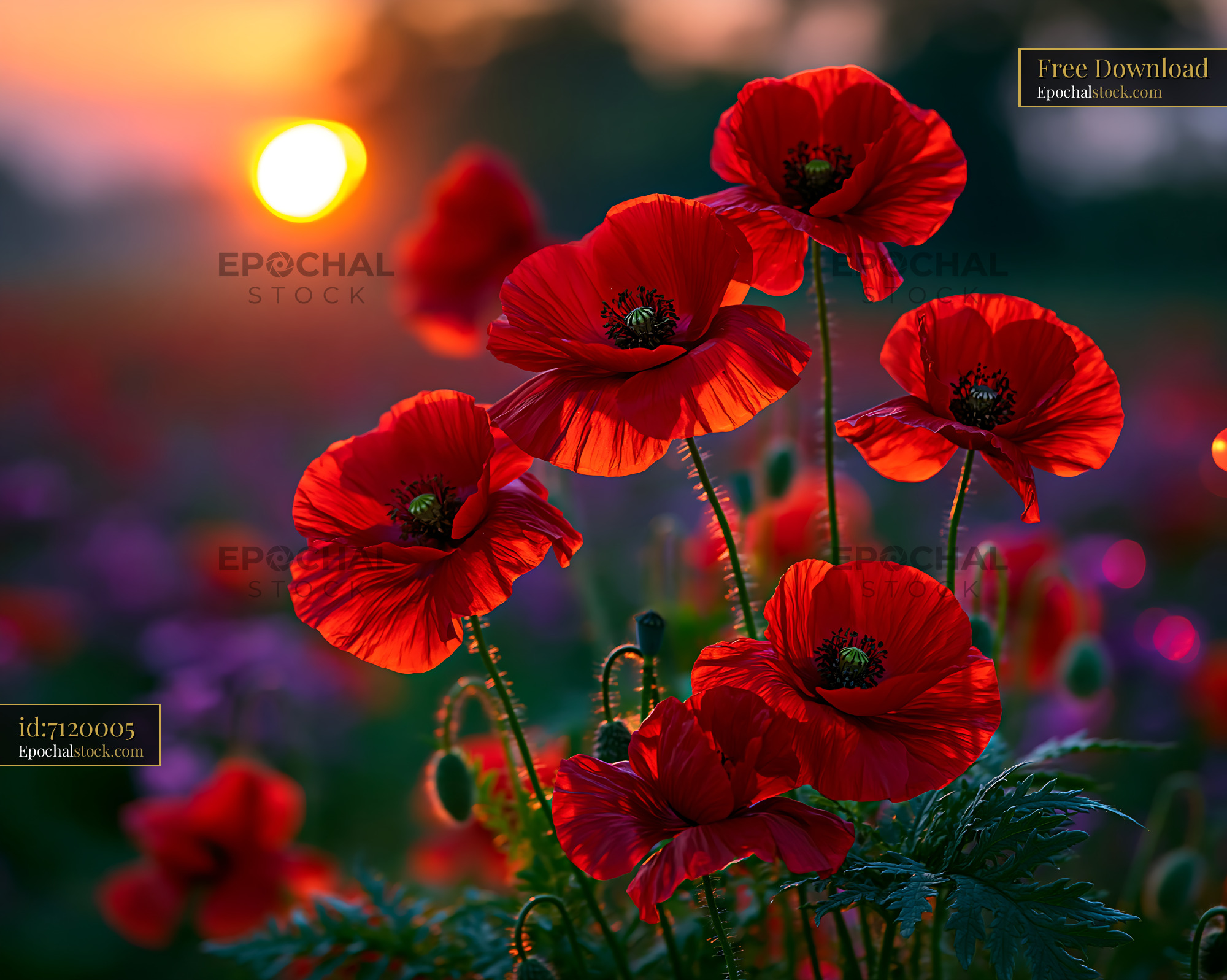 Red Poppies Bloom at Sunset in a Vibrant Garden Setting - stock photo