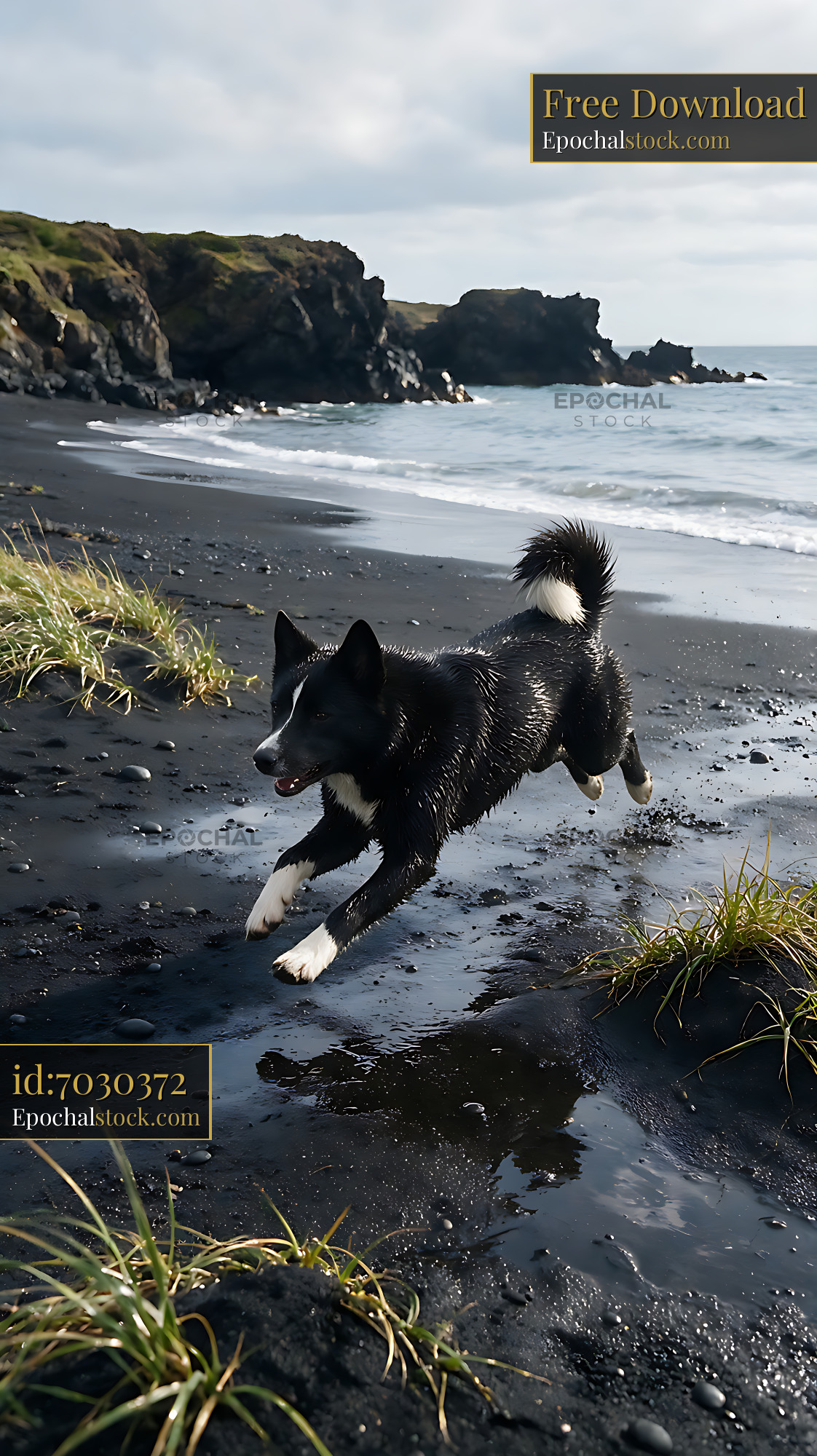 Watermarked full-resolution preview of Dog running along a dark sandy coastline