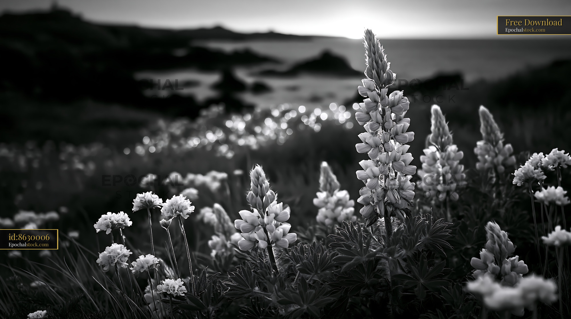 Watermarked full-resolution preview of Flowers in a coastal field at sunset