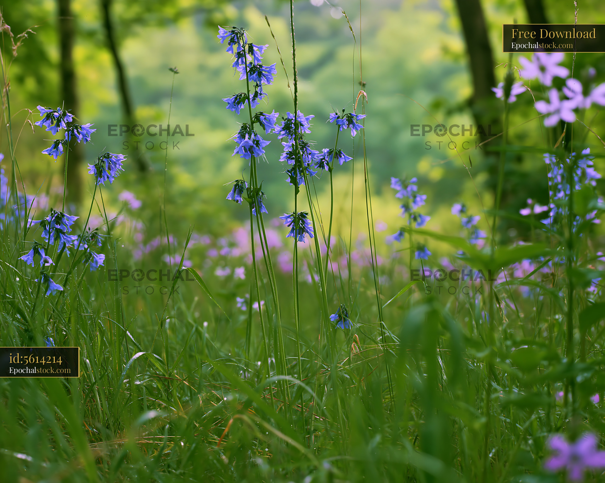 Watermarked full-resolution preview of Colorful wildflowers bloom in a forest clearing during spring