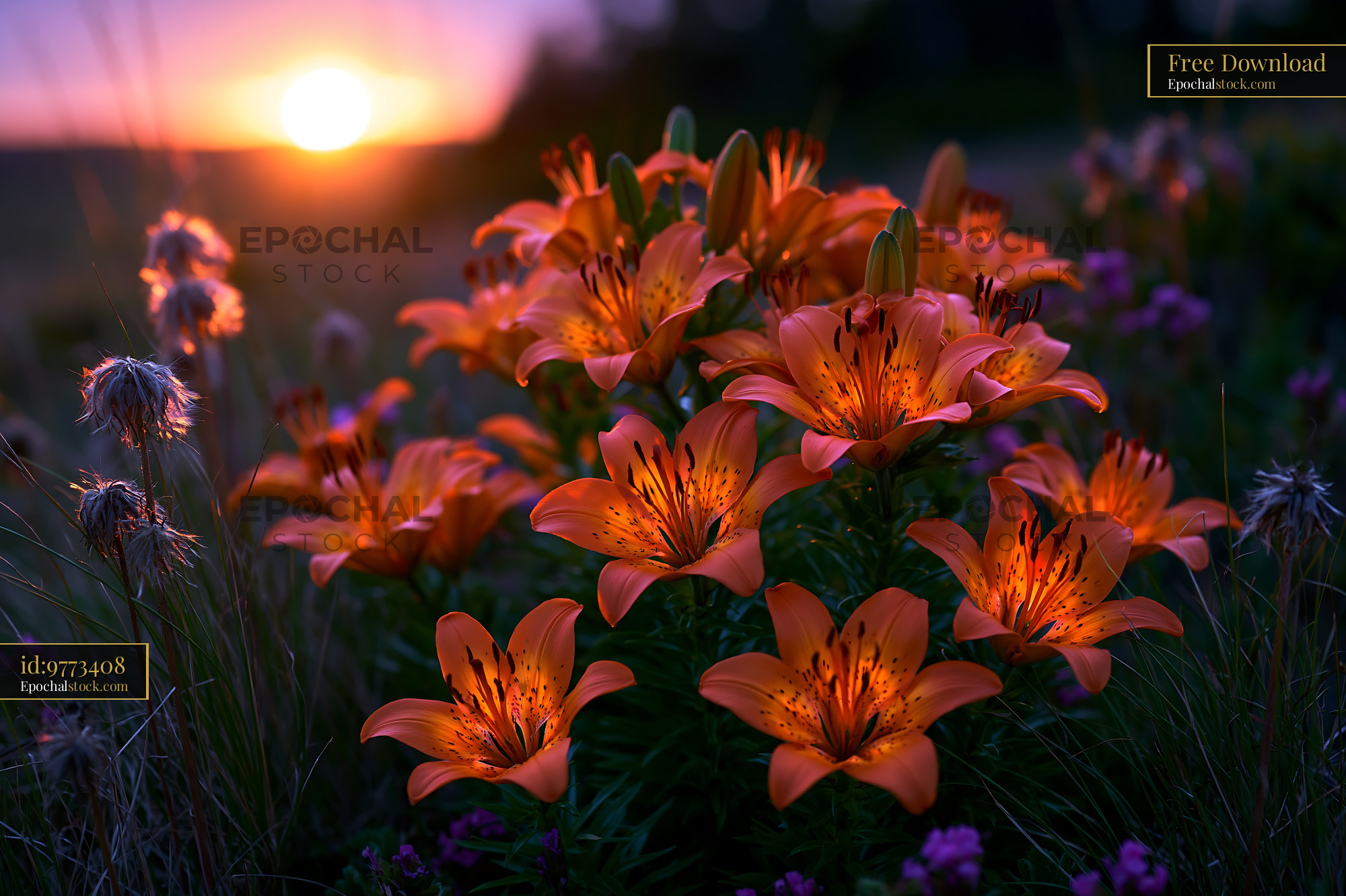 Watermarked full-resolution preview of Sunset over blooming orange lilies in a field