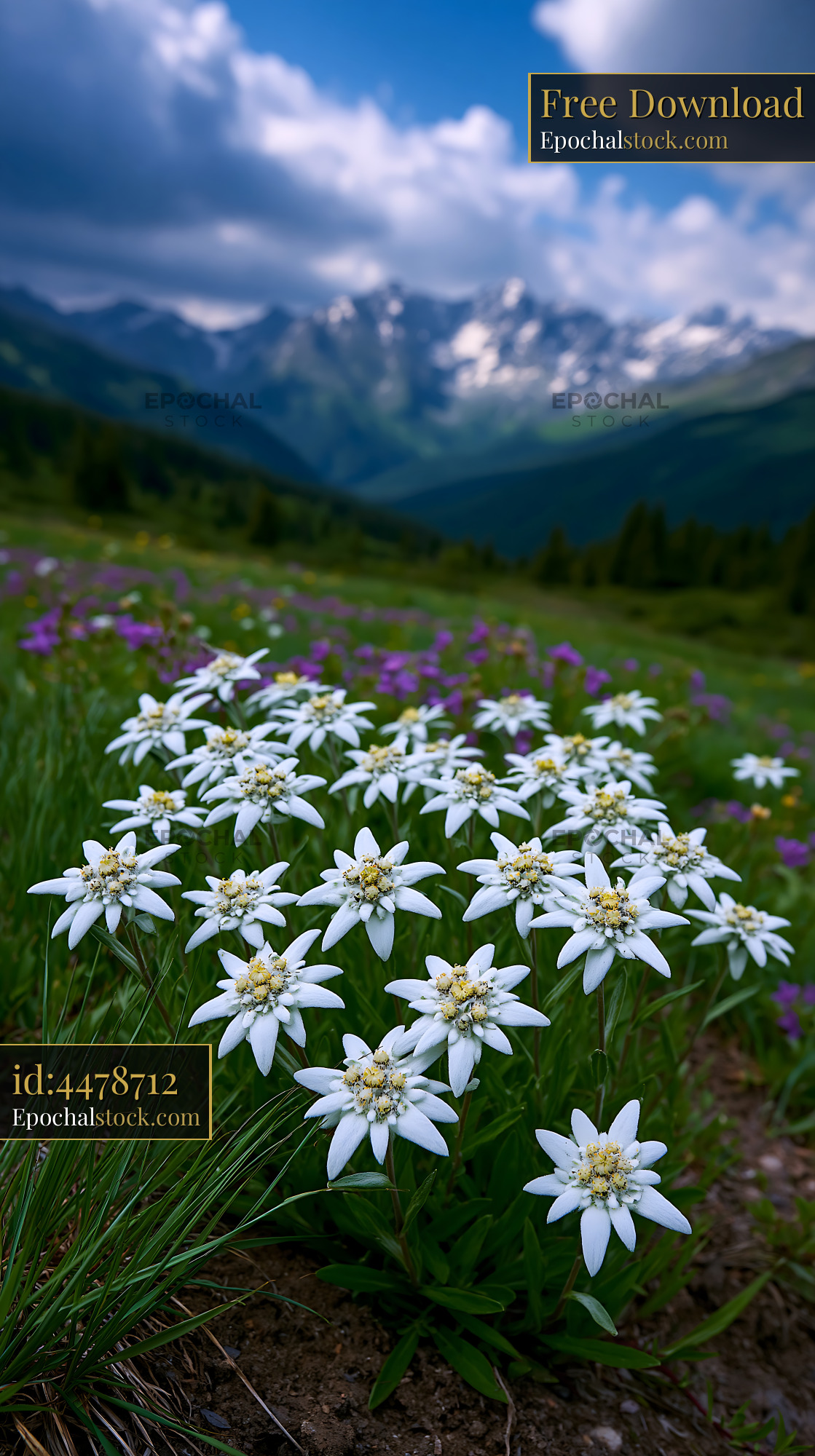 Watermarked full-resolution preview of Wildflowers bloom in a mountain meadow during daytime