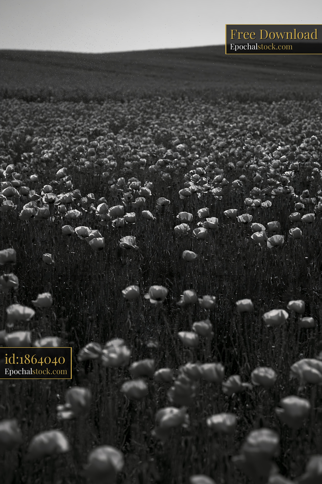 Watermarked full-resolution preview of Field of poppies in black and white under a clear sky