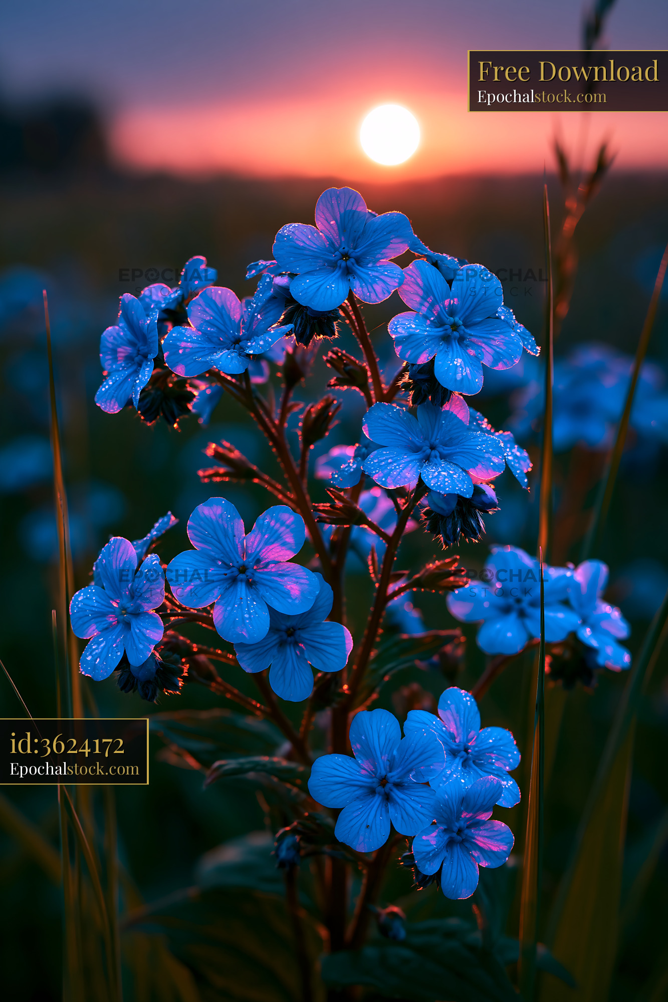 Watermarked full-resolution preview of Flowers in sunset light with dew drops
