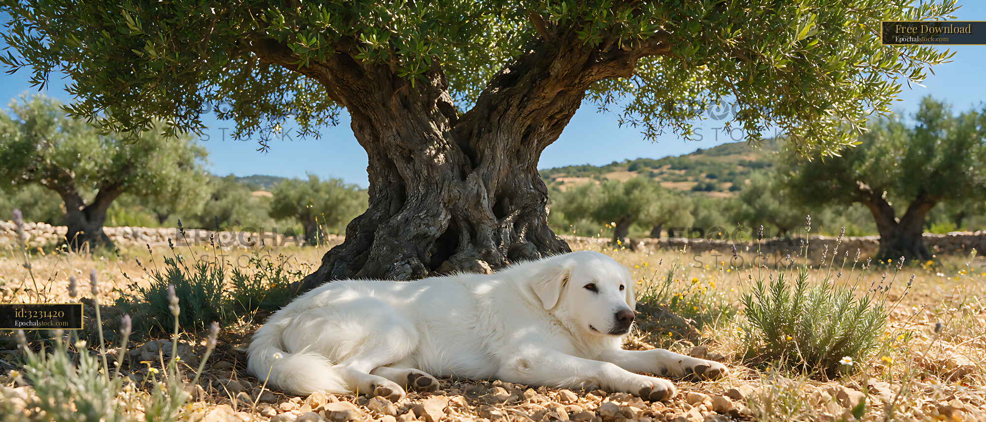 Watermarked full-resolution preview of White-coated dog relaxing under a gnarled olive tree