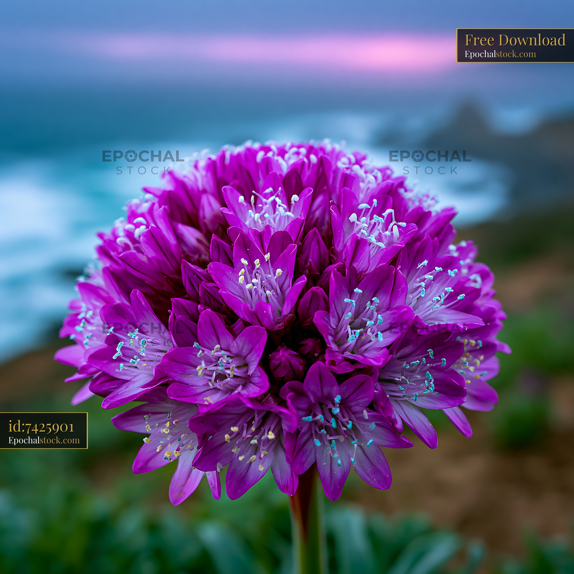 Watermarked full-resolution preview of Vibrant purple flowers near the ocean at sunset