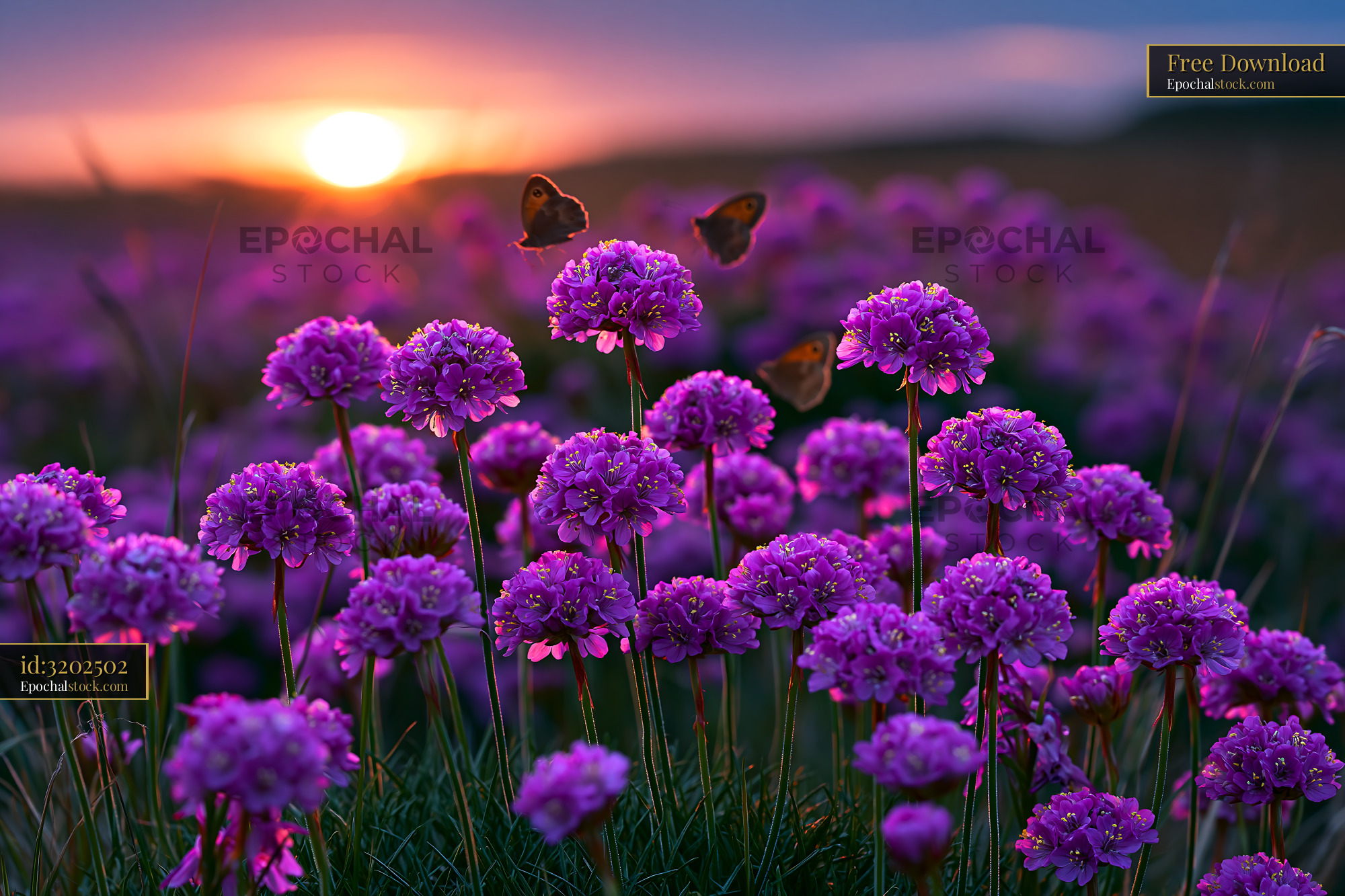 Watermarked full-resolution preview of Purple flowers with butterflies at sunset in a field
