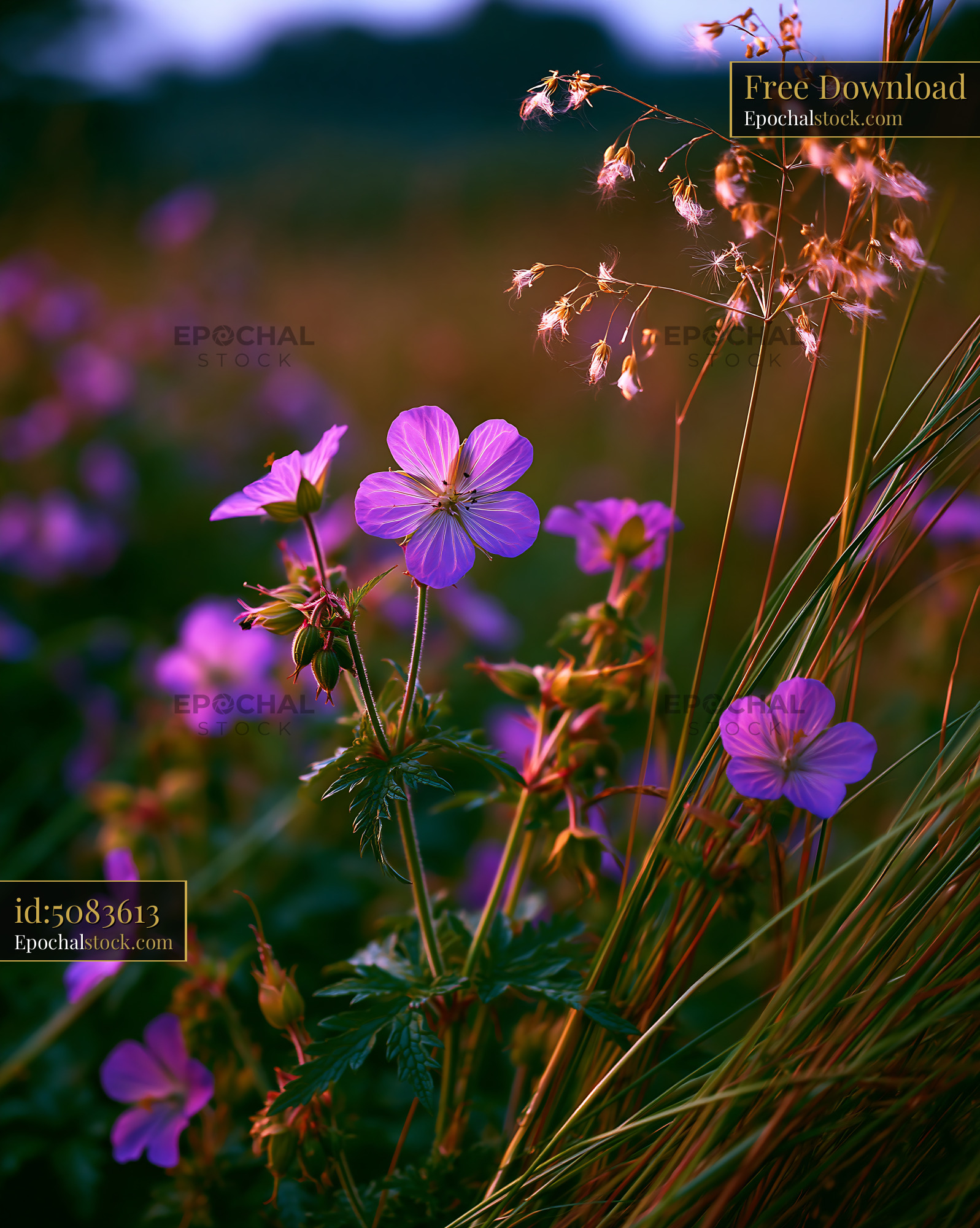 Watermarked full-resolution preview of Wildflowers blooming in the late afternoon sunlight