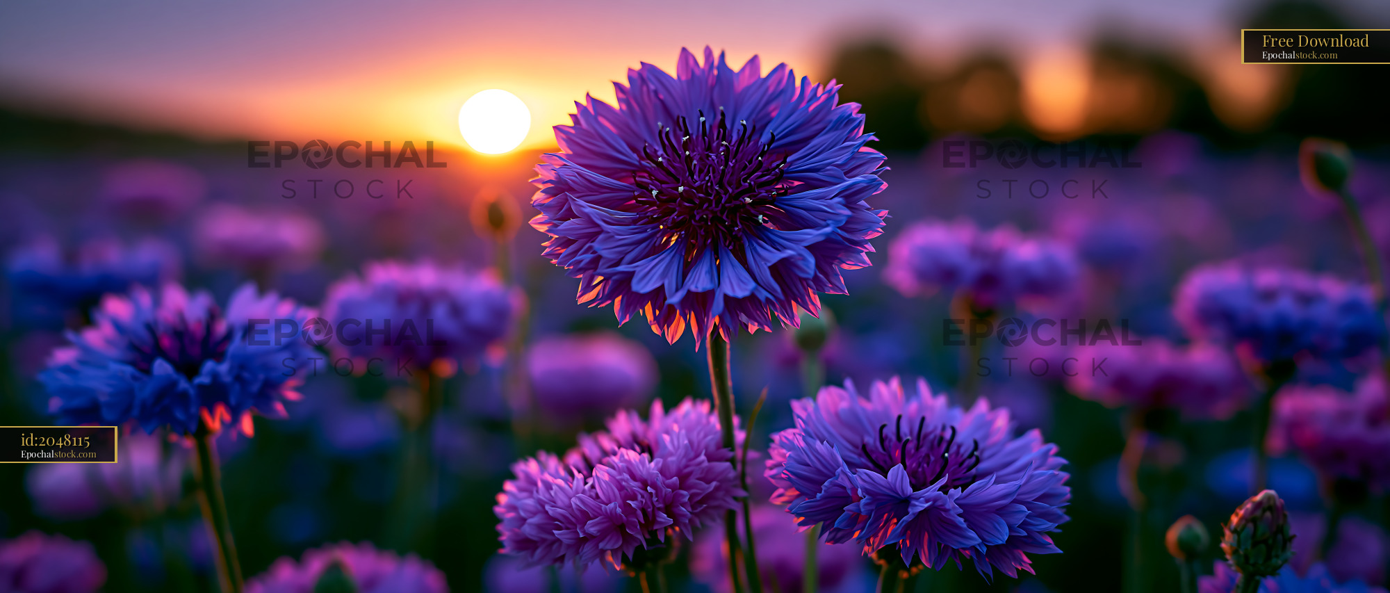 Watermarked full-resolution preview of Vibrant flowers blooming at sunset in a field