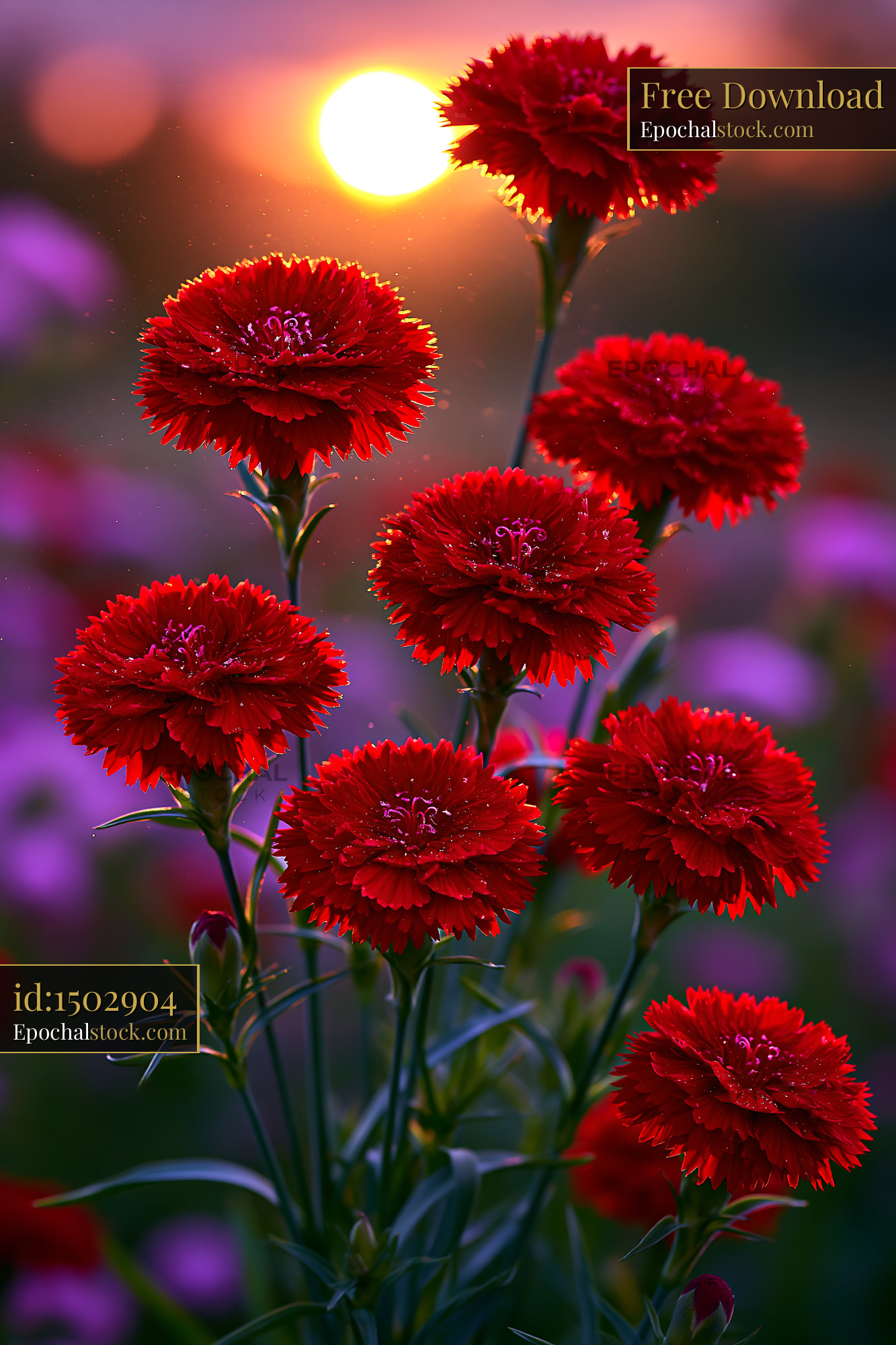 Watermarked full-resolution preview of Red carnations blooming under sunset light