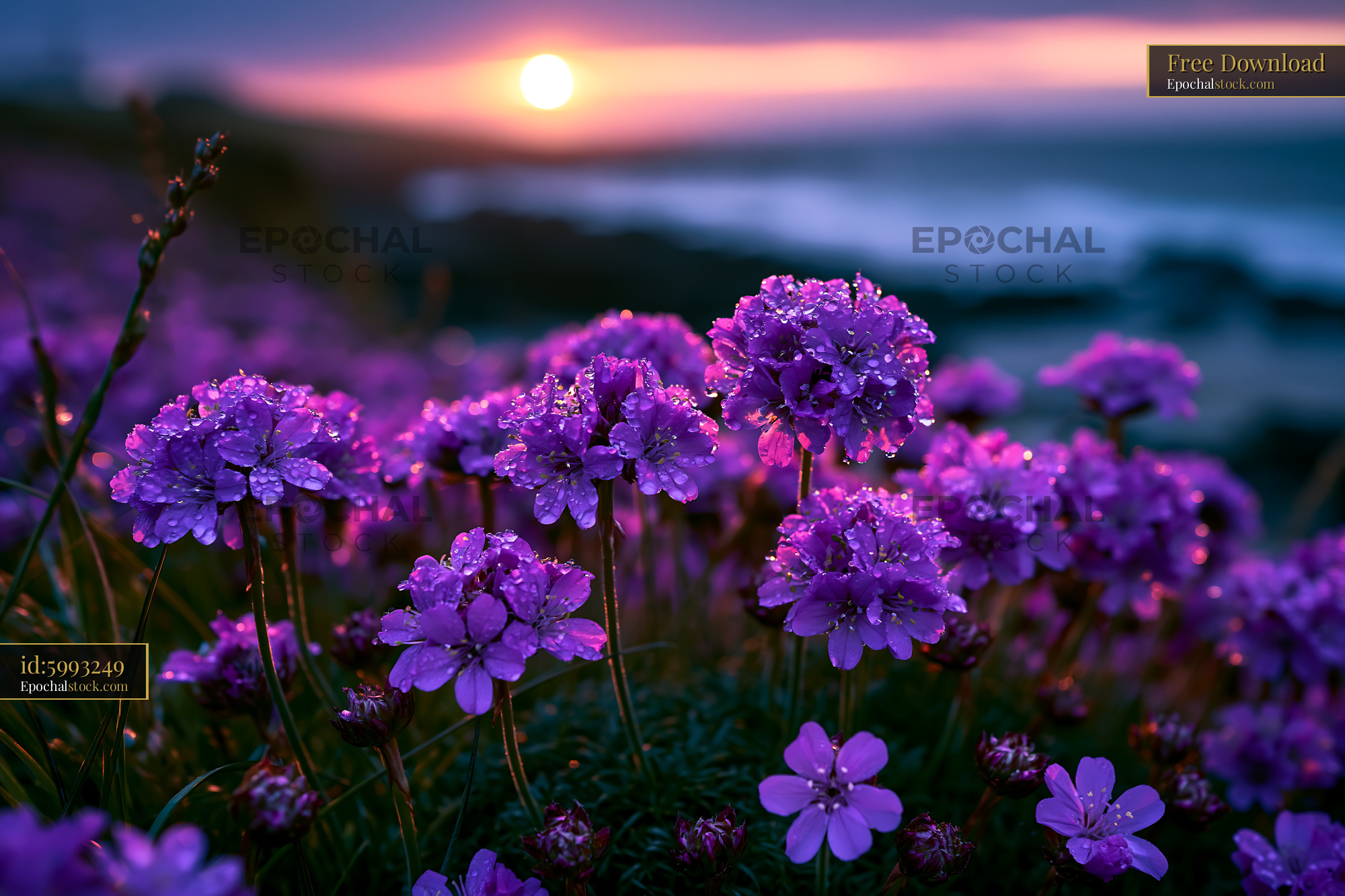 Watermarked full-resolution preview of Flowers in bloom at sunset near the ocean