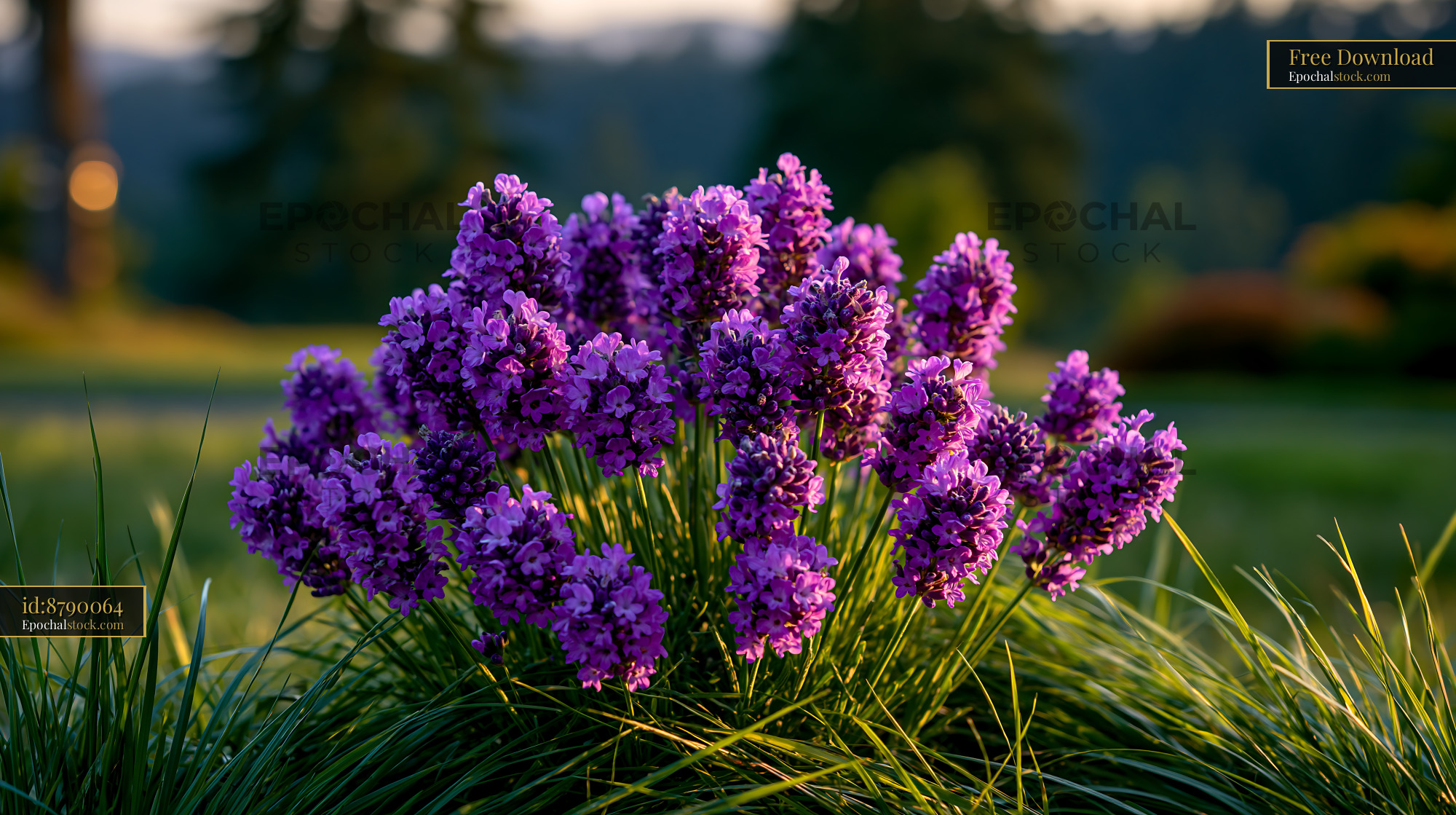 Watermarked full-resolution preview of Lavender flowers blooming in a garden during sunset