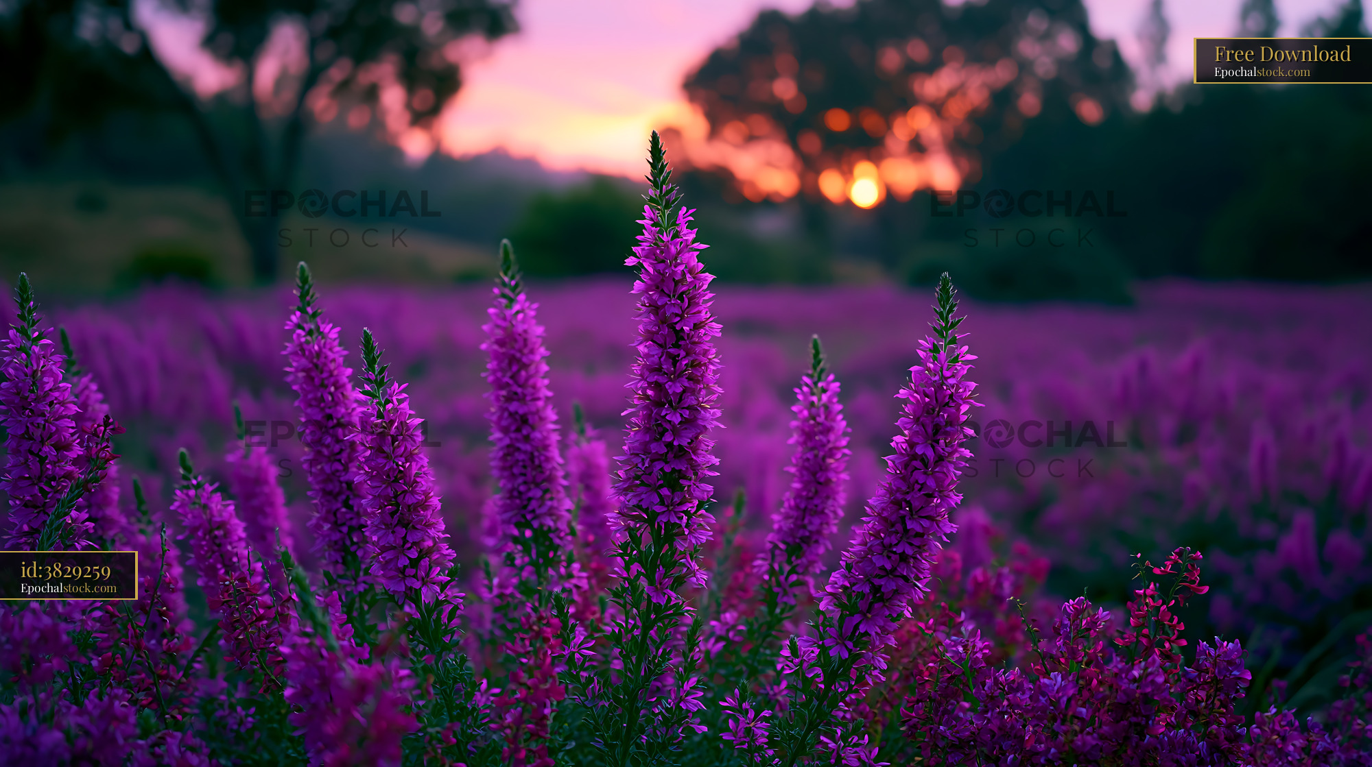 Watermarked full-resolution preview of Violet flowers blooming in a field at sunset