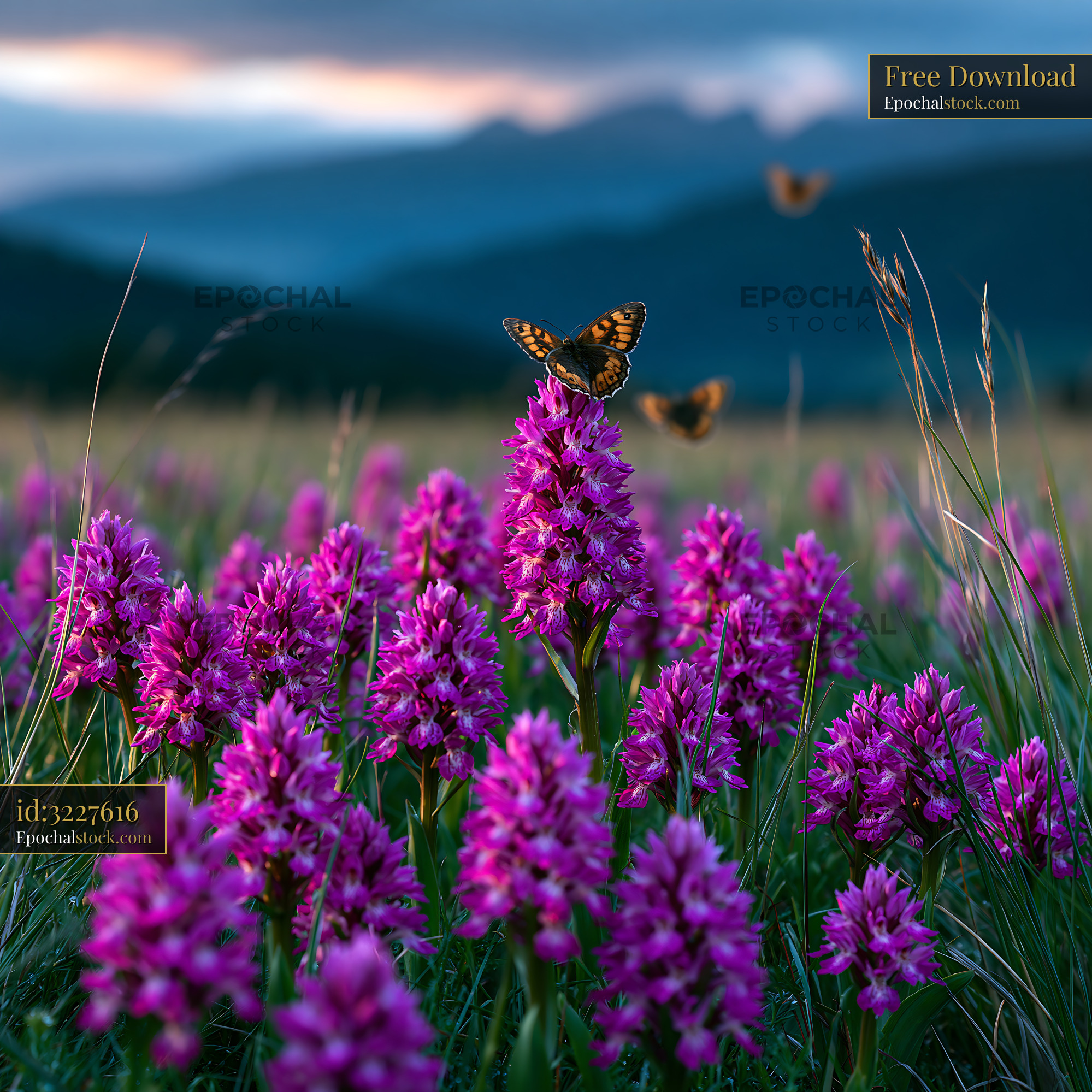 Watermarked full-resolution preview of Wild orchids in bloom with butterflies in a meadow