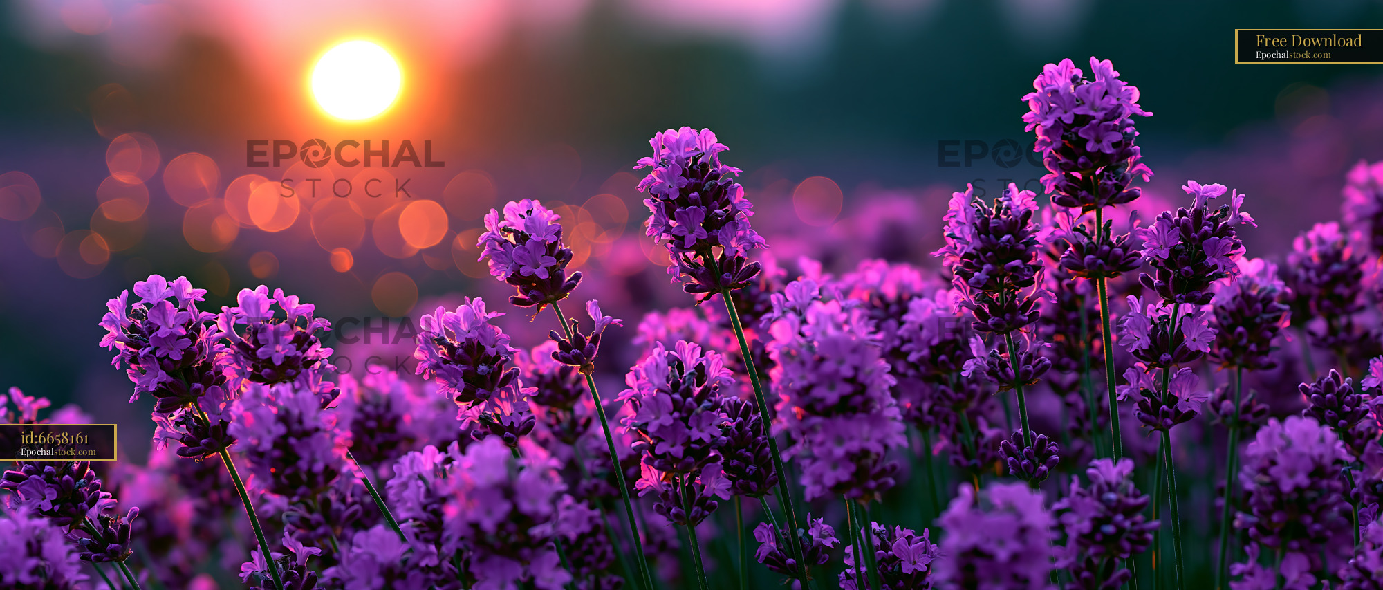 Watermarked full-resolution preview of Lavender fields at sunset with warm lighting